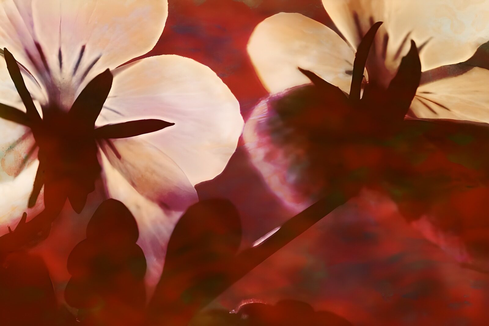TPES80158: Flores blancas a contraluz sobre rojo
