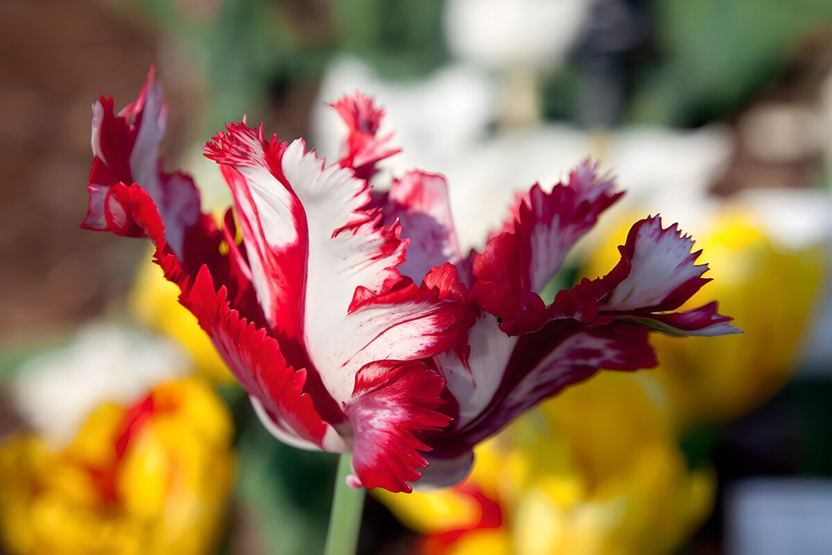 TPES81684: Tulipán rojo y blanco a plena luz