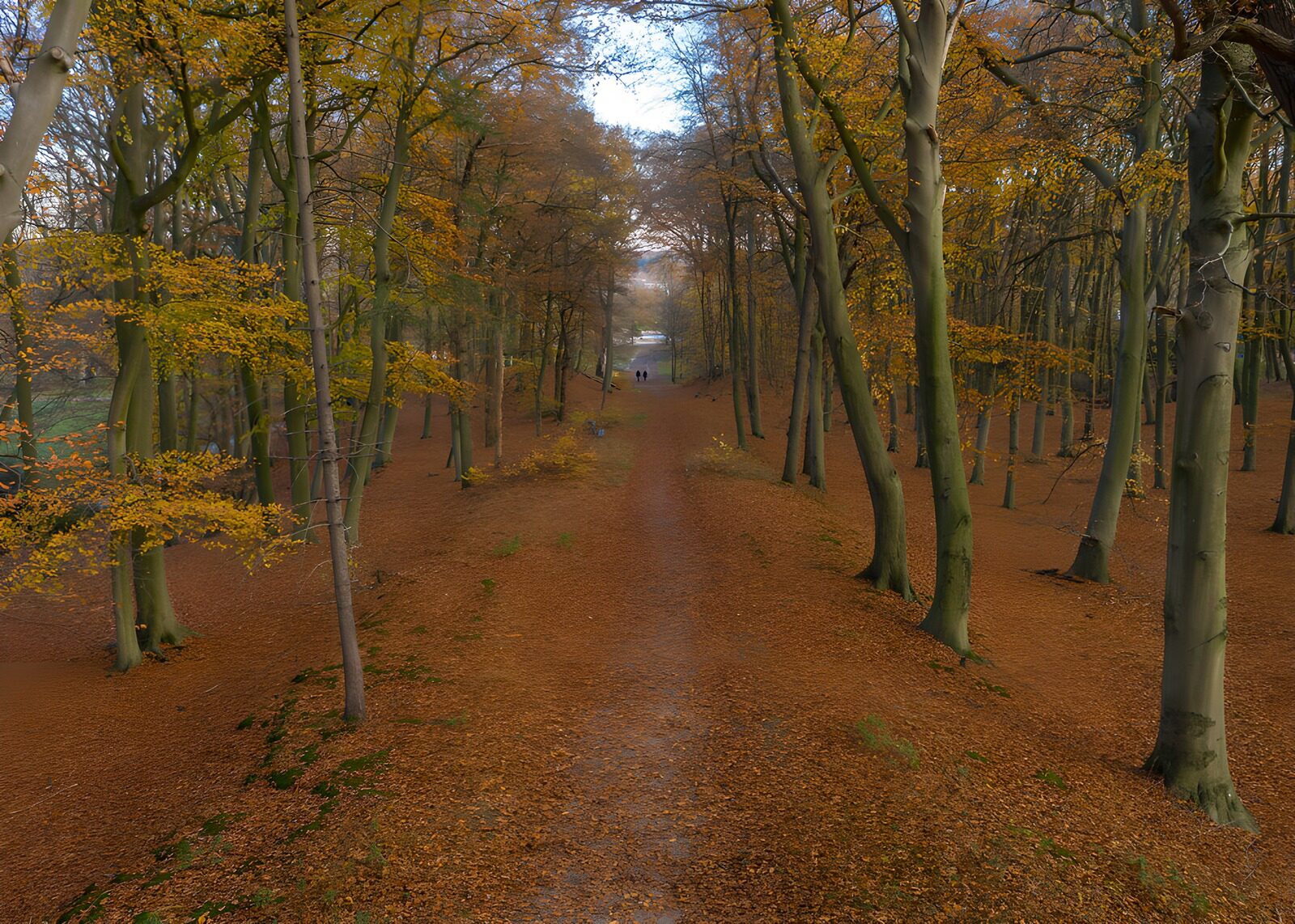 TPES98406: Sendero entre árboles de otoño y luz suave