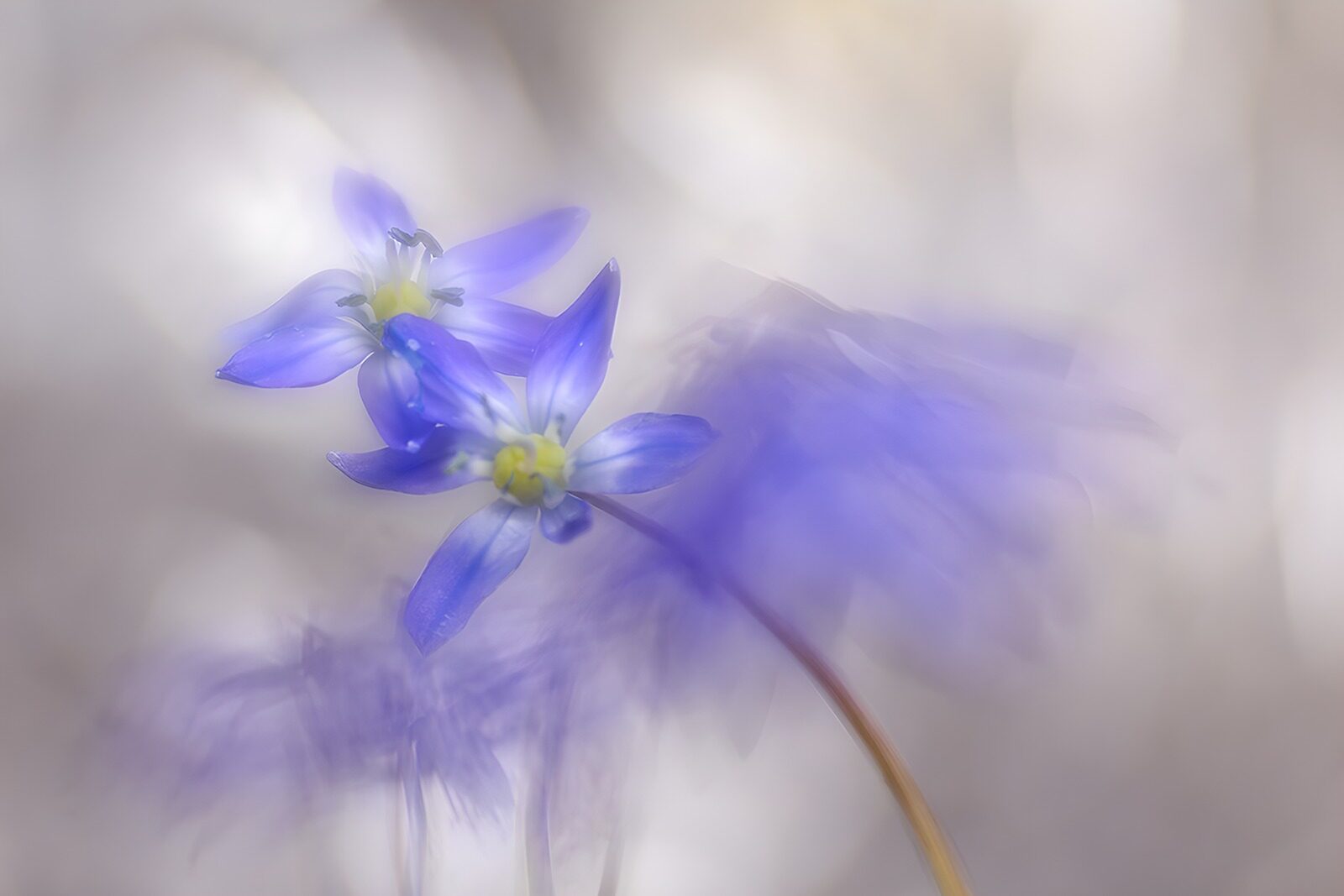 TPES57146: Flores azul violeta en suave desenfoque