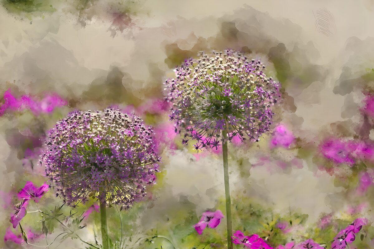 Dos alliums entre suaves flores rosas