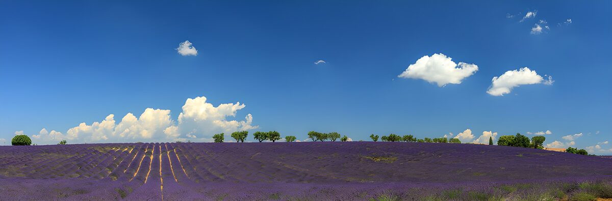 Un mar de lavanda bajo nubes viajeras