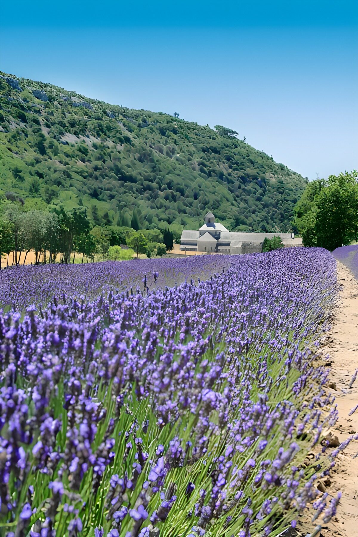 TPES70732: Campo de lavanda bajo el sol