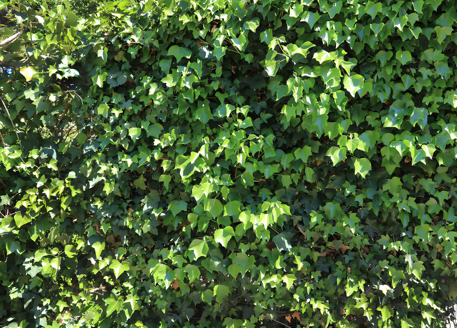 TPES81151: Hiedra verde entre luces y sombras