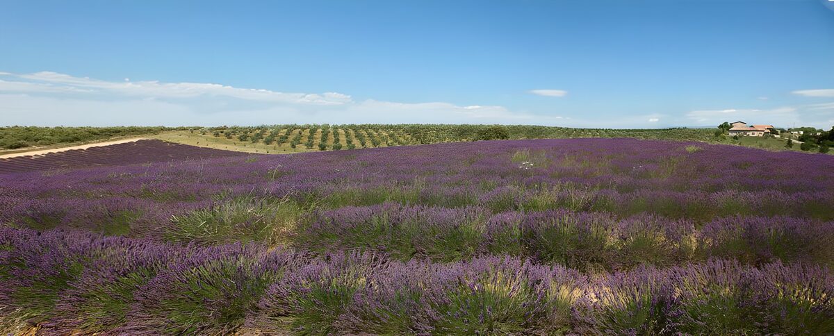 Un mar de lavanda hasta el horizonte