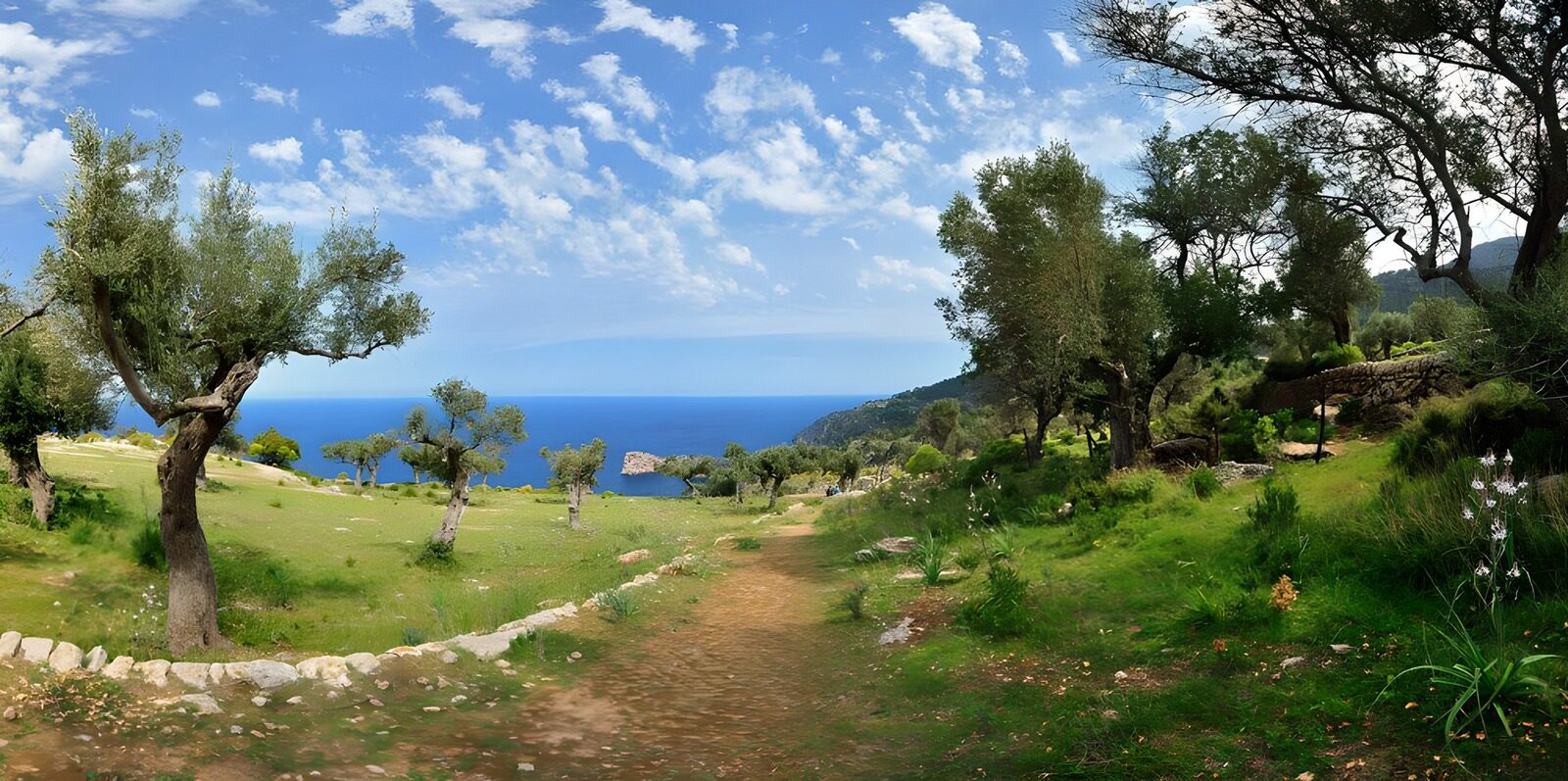 TPES55832: Olivos y sendero bajo el sol de la costa