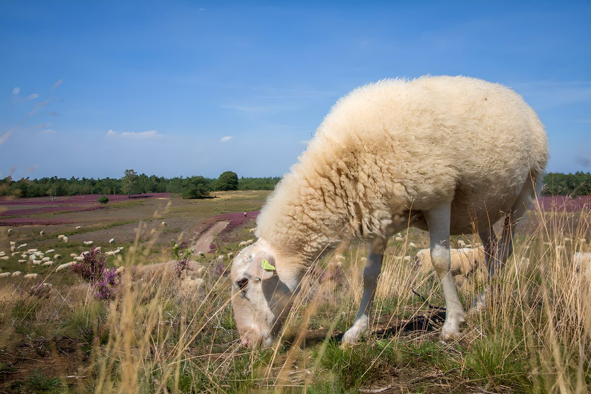 Oveja pastando al sol entre hierbas doradas