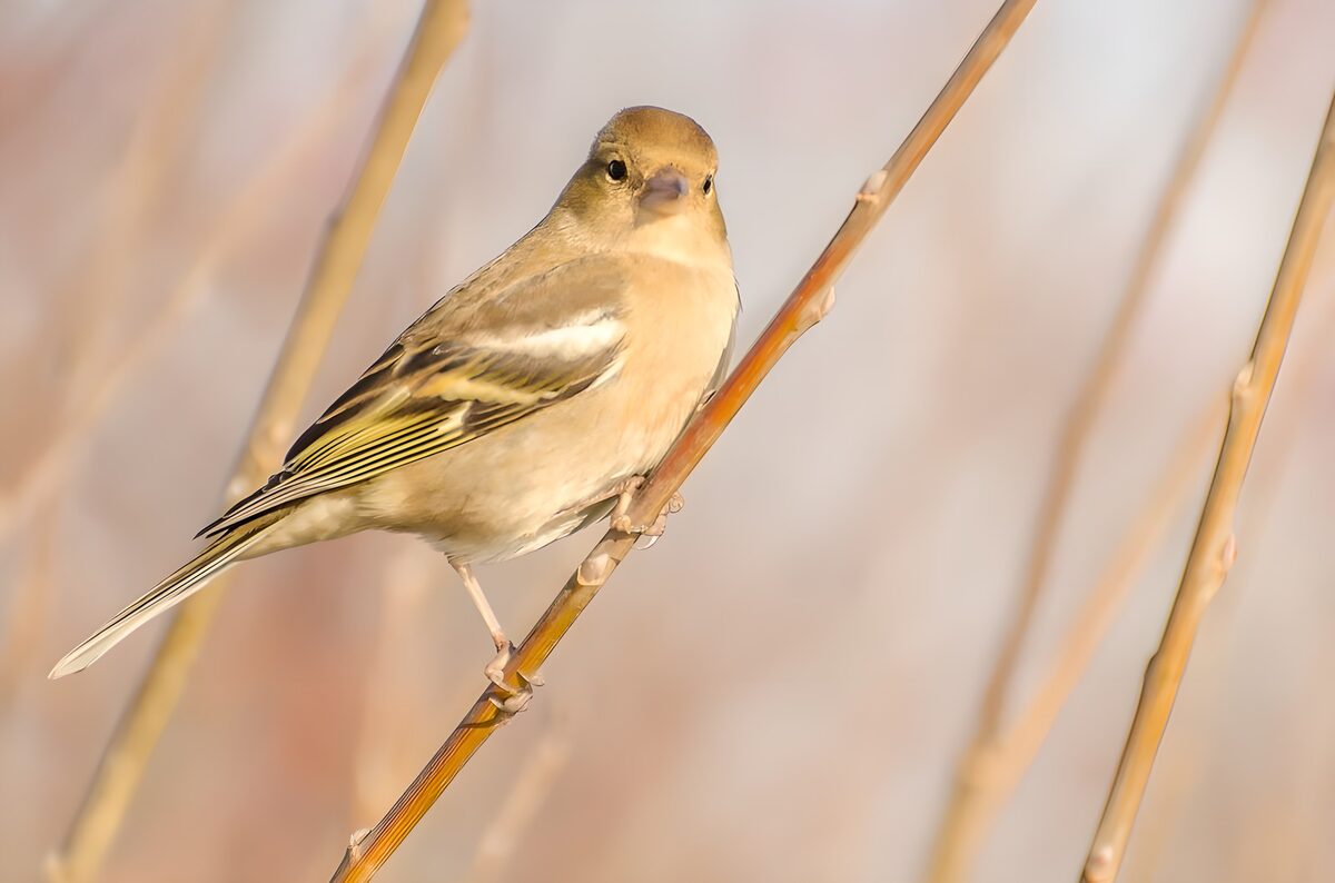 Pequeño pájaro sobre un tallo dorado