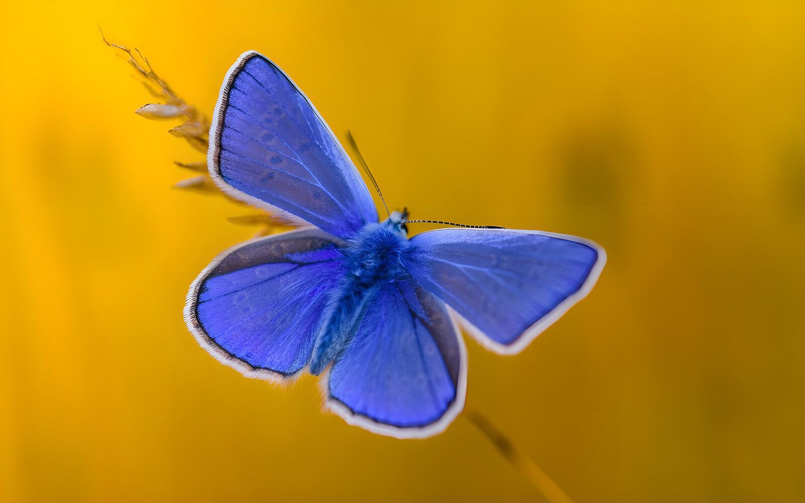 TPES10230: Mariposa azul sobre un fondo dorado