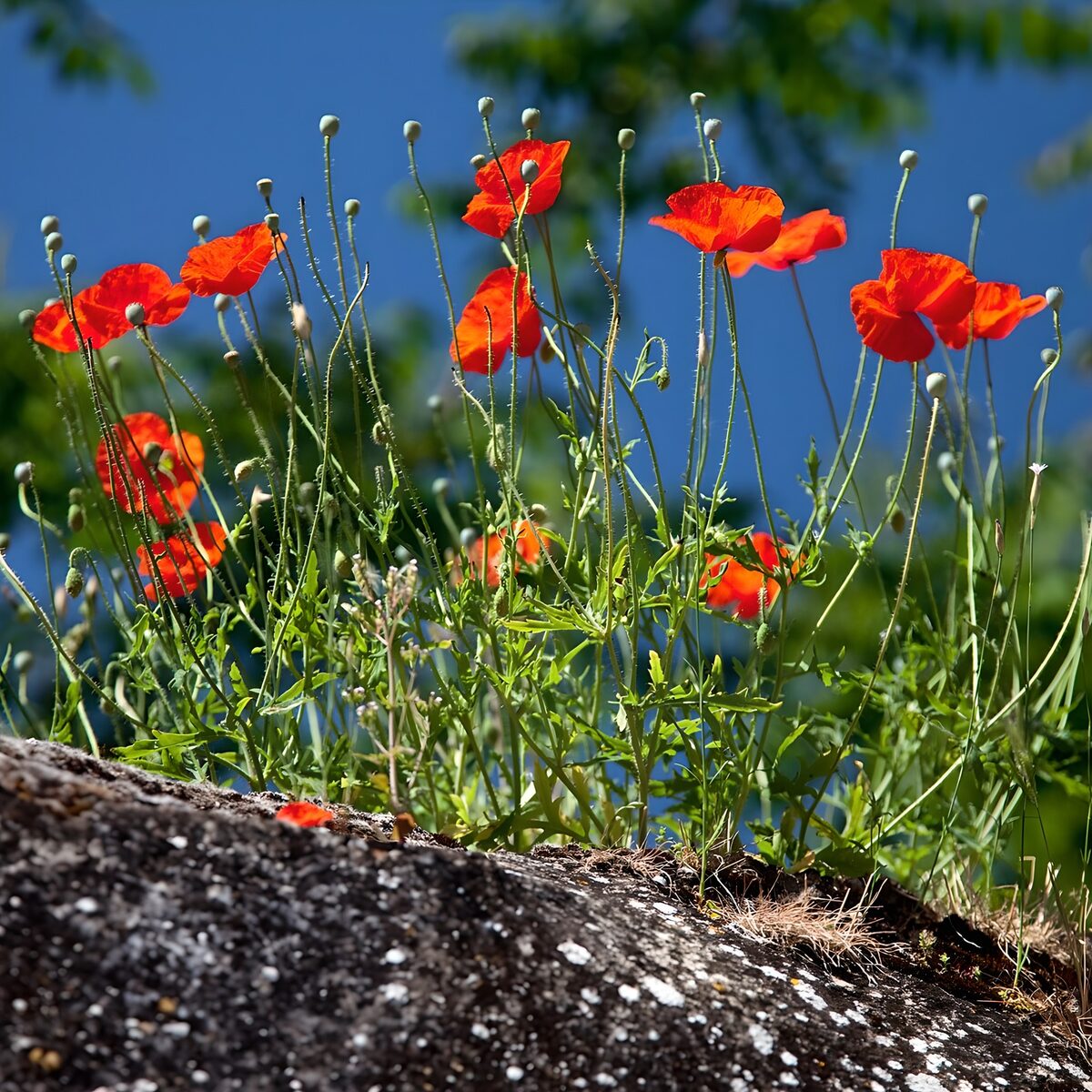 Amapolas rojas bajo el cielo azul