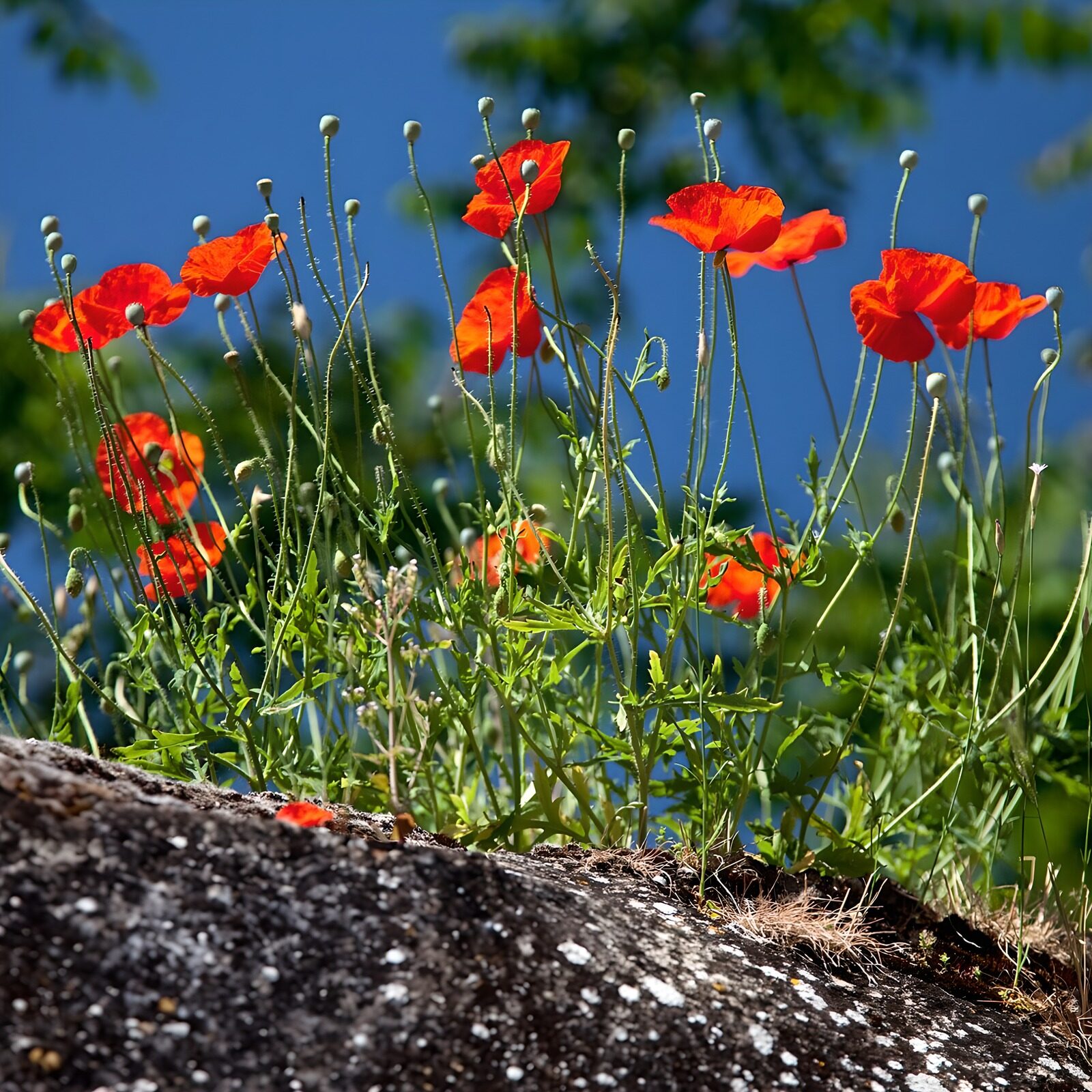 TPES85639: Amapolas rojas bajo el cielo azul