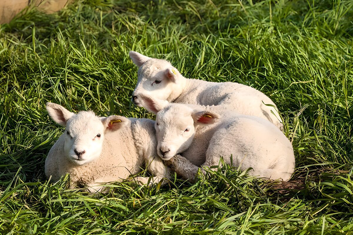 Tres corderos descansando en la hierba