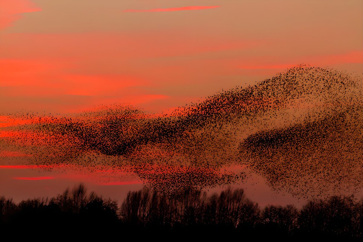 Bandada de aves bajo un cielo rojo