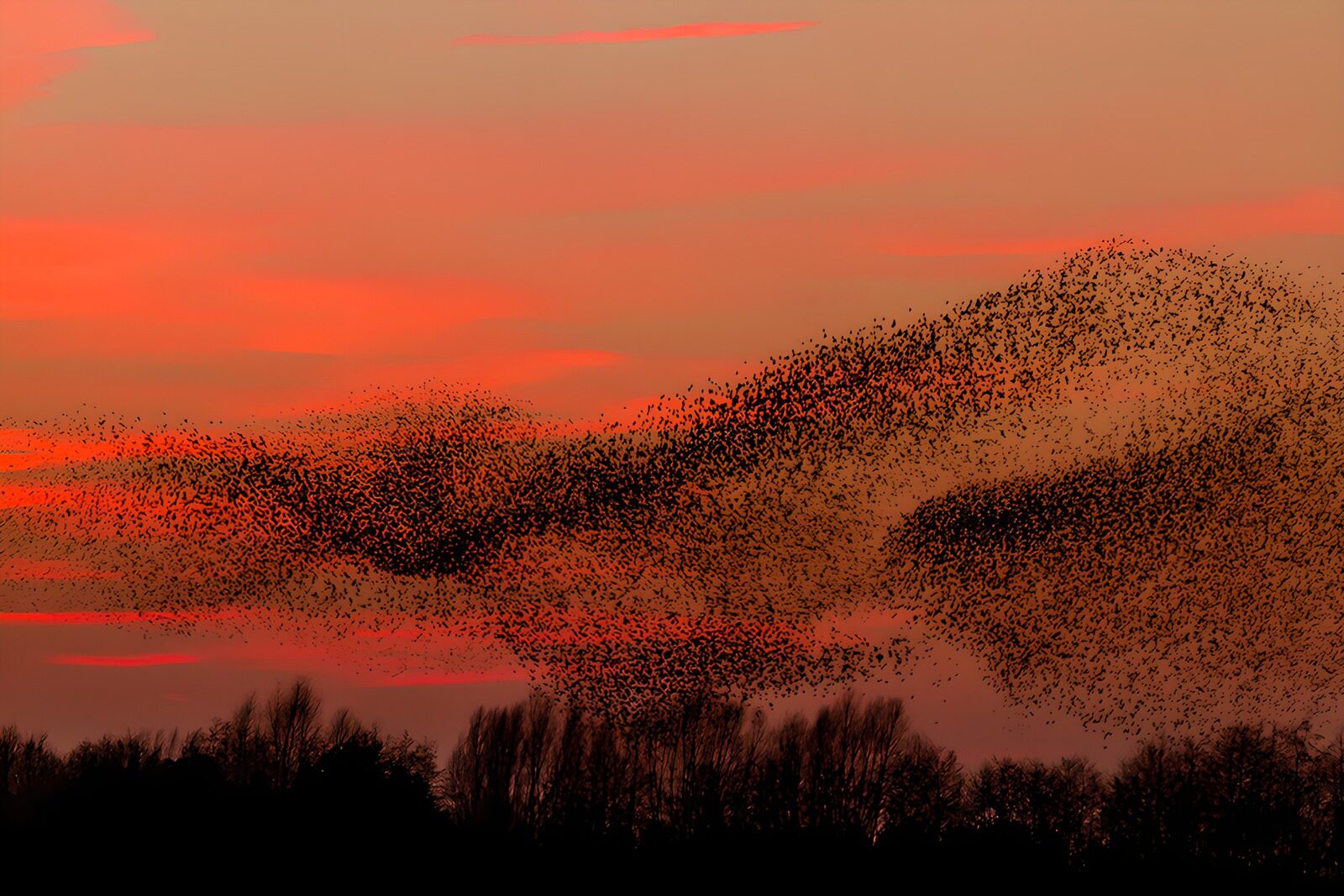 TPES75653: Bandada de aves bajo un cielo rojo
