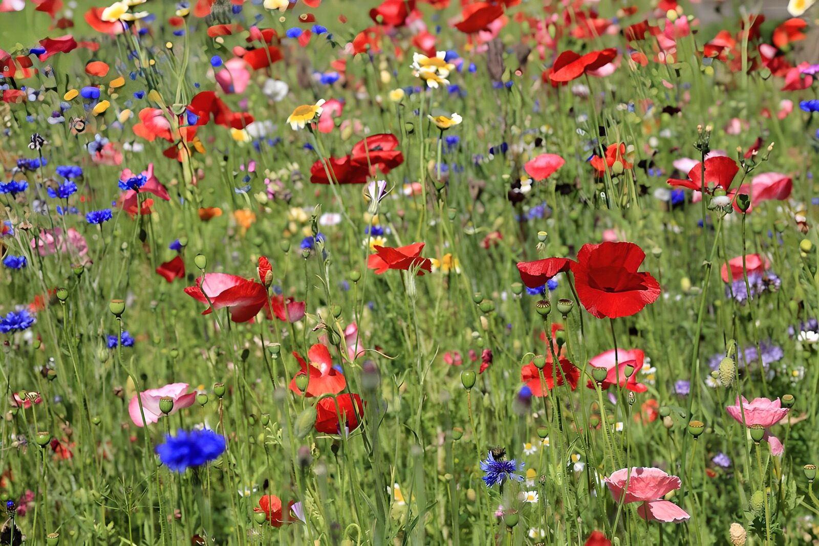 TPES19124: Amapolas y acianos a pleno sol