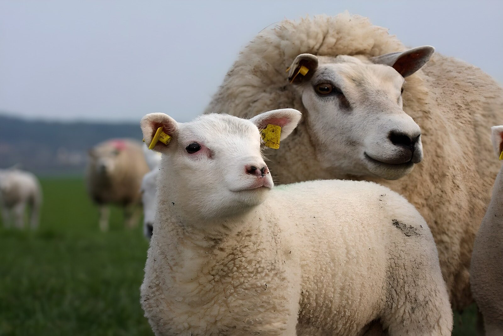 TPES99650: Oveja y cordero, juntos en el pasto