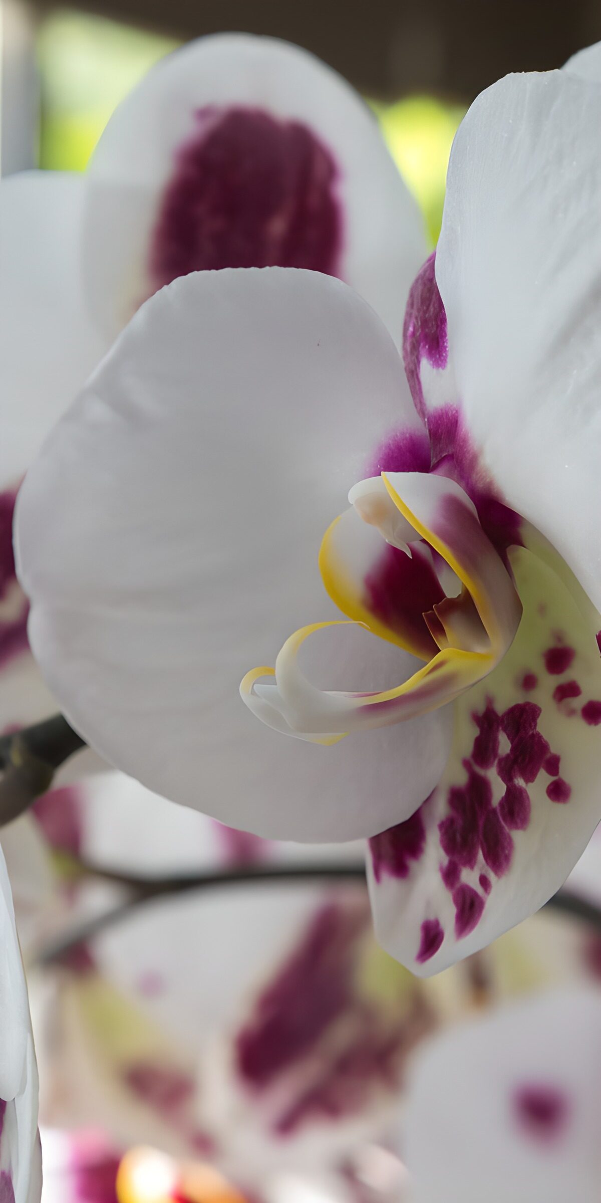 TPES74300: Orquídea blanca y morada en luz suave