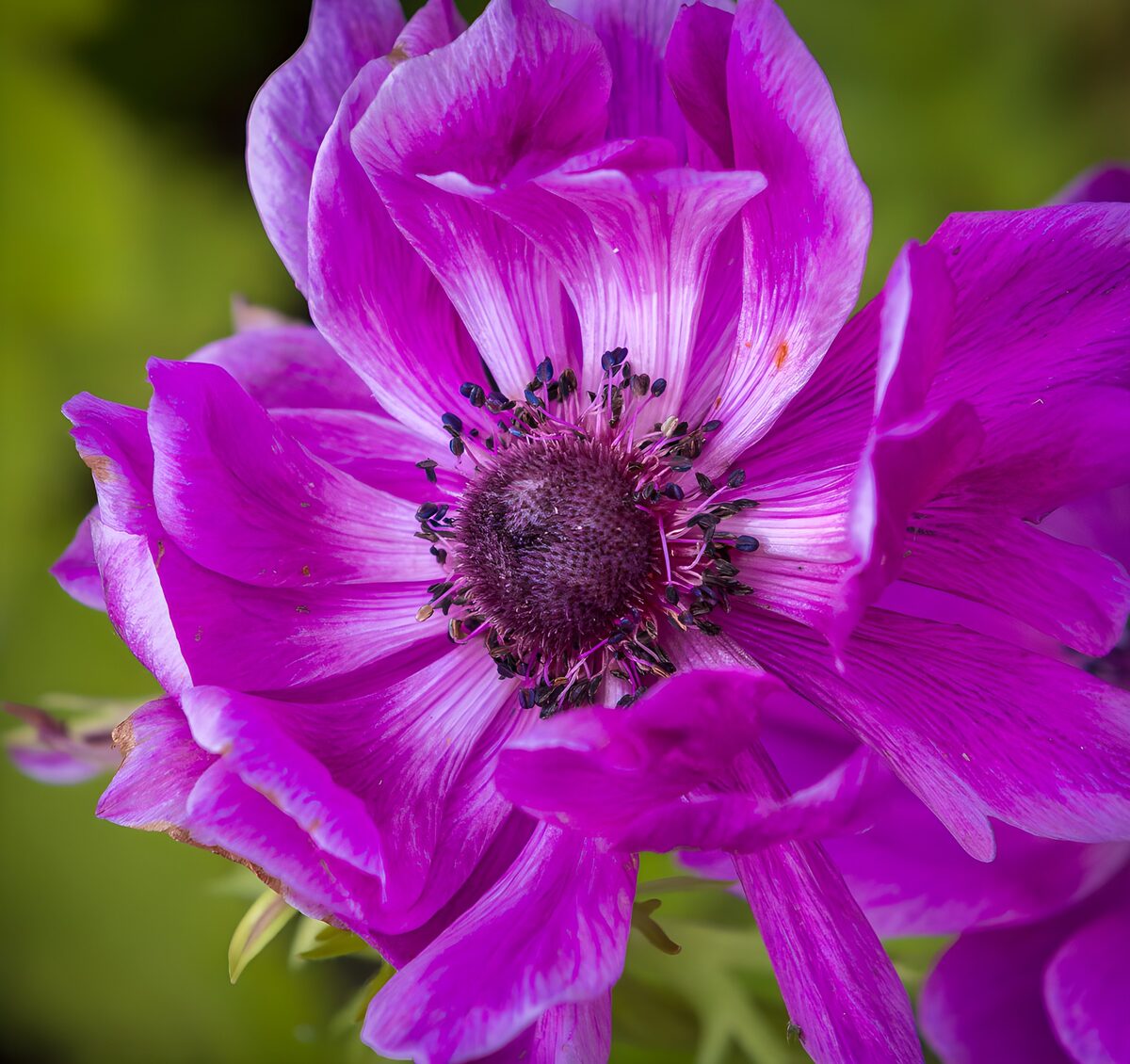 Anémona violeta en primer plano