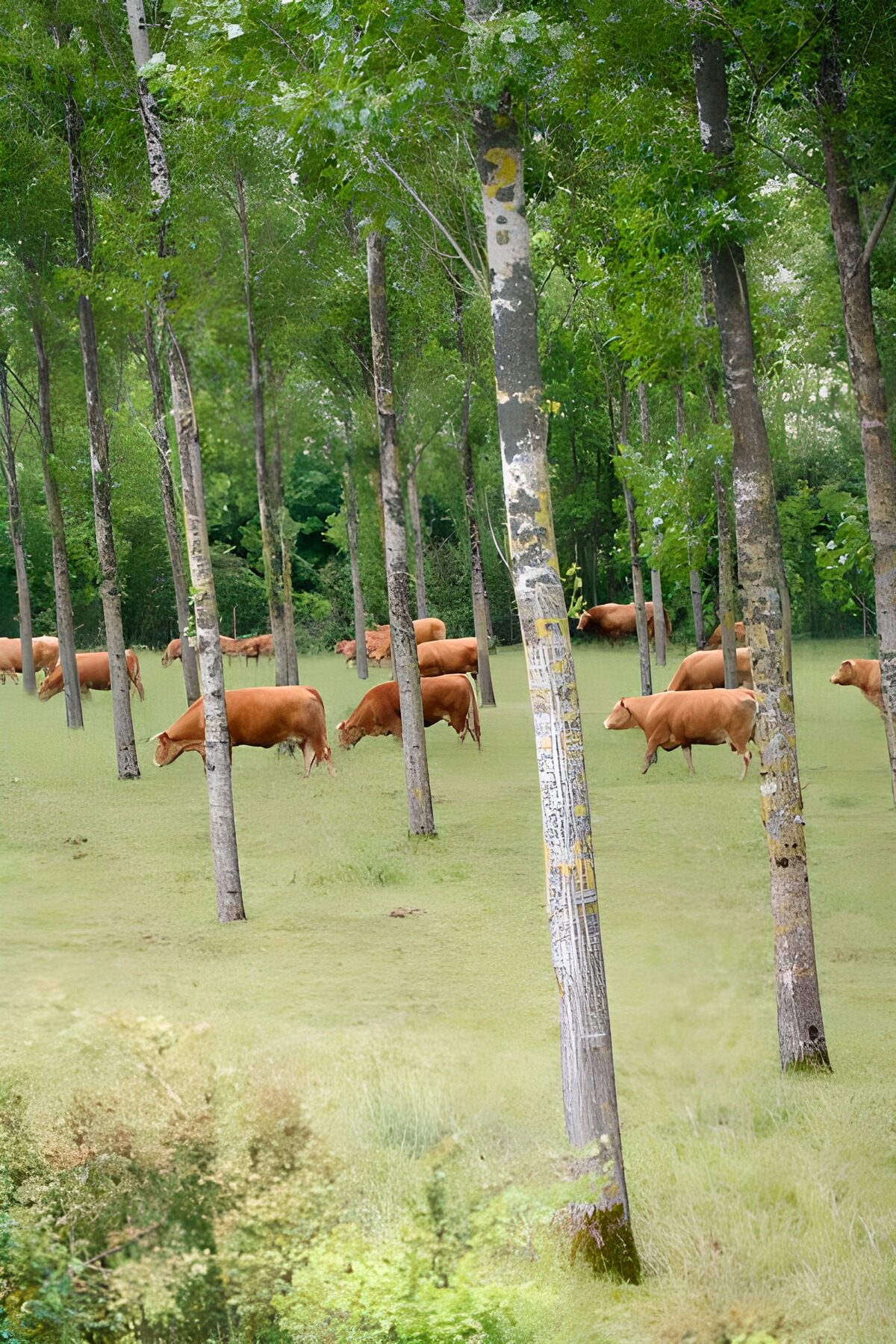 Vacas rojizas pastando entre árboles