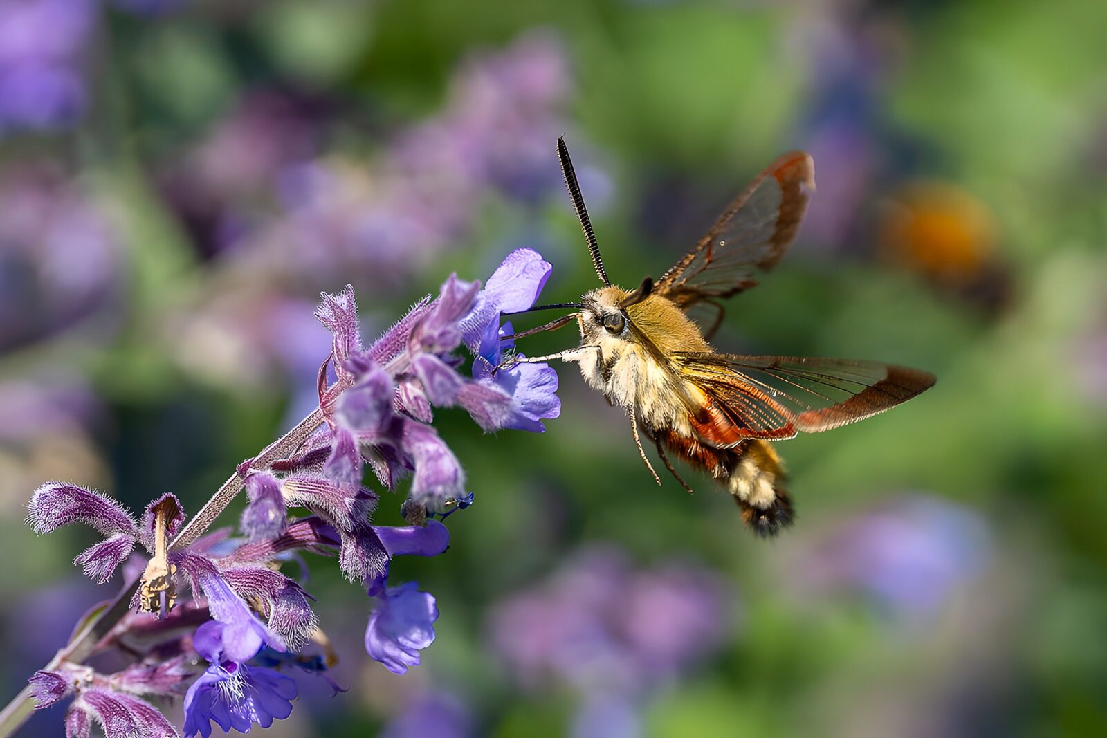 TPES17659: Polilla al sol entre flores moradas