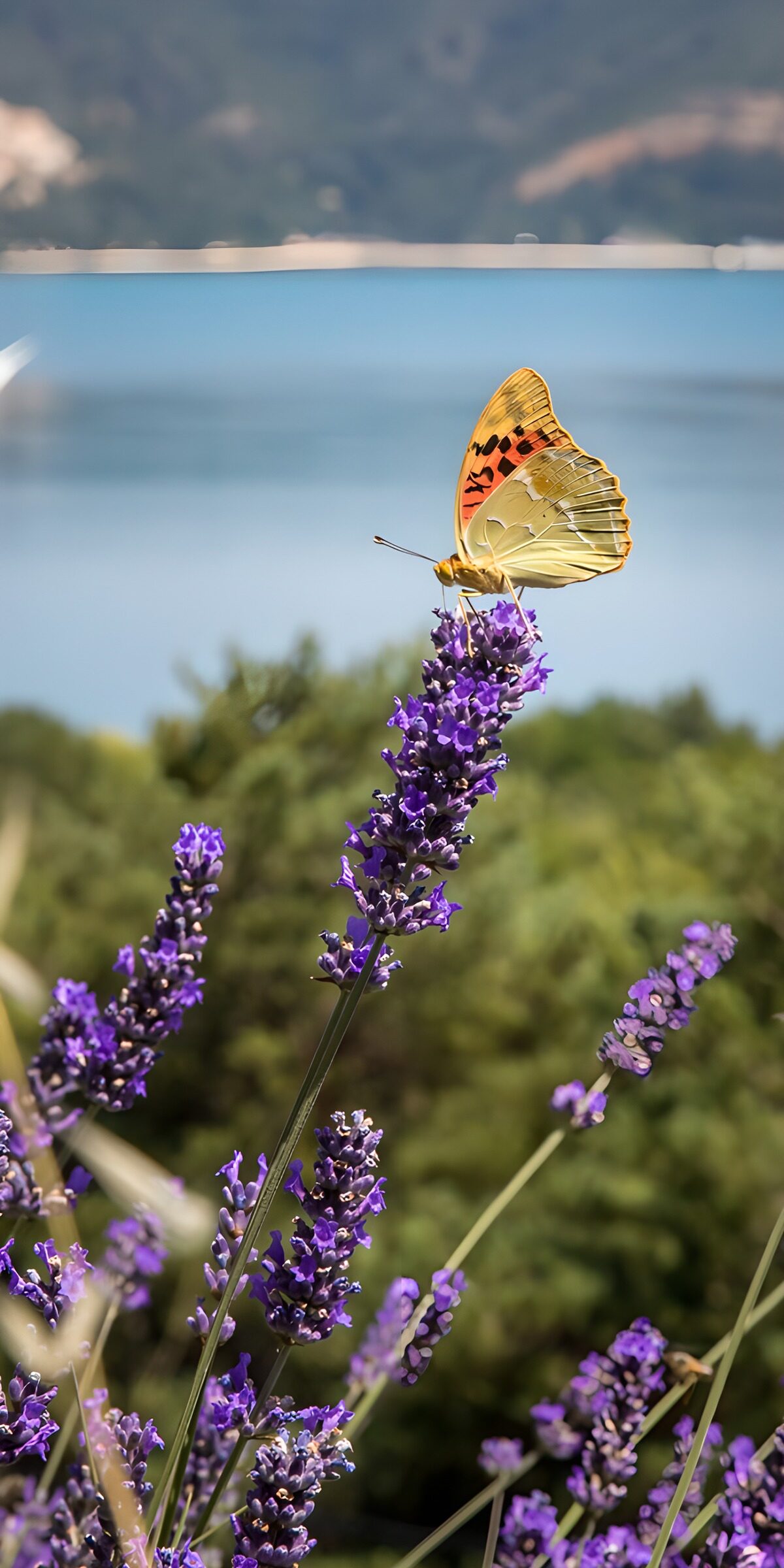TPES69943: Mariposa sobre lavanda al sol
