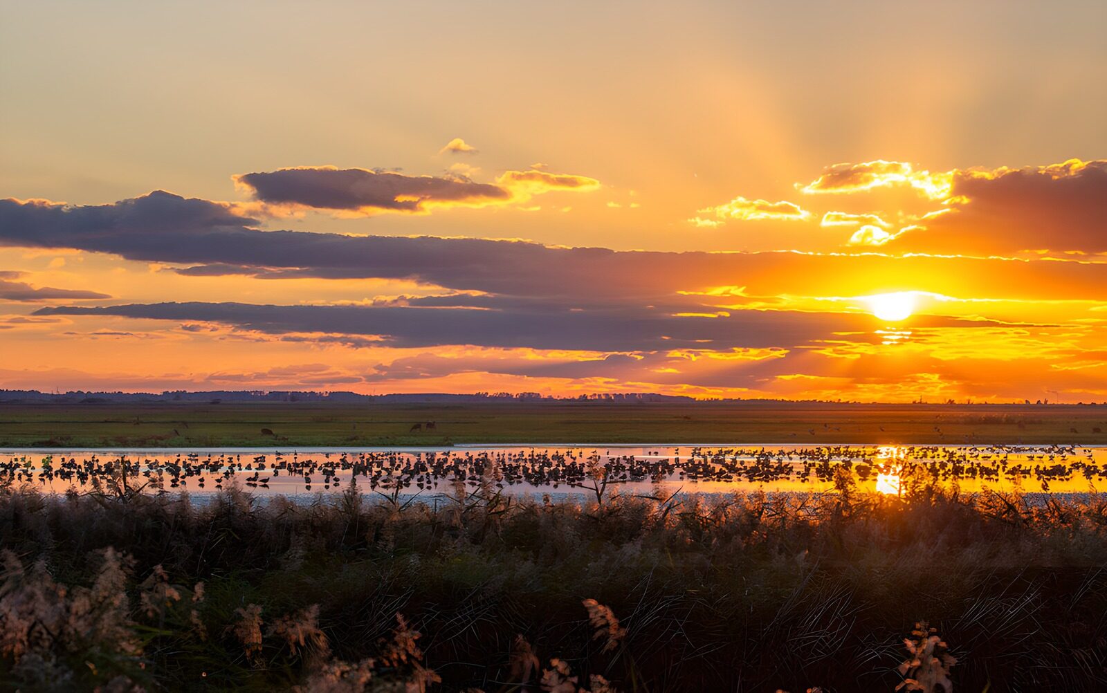 TPES29829: Aves acuáticas bajo el sol del ocaso