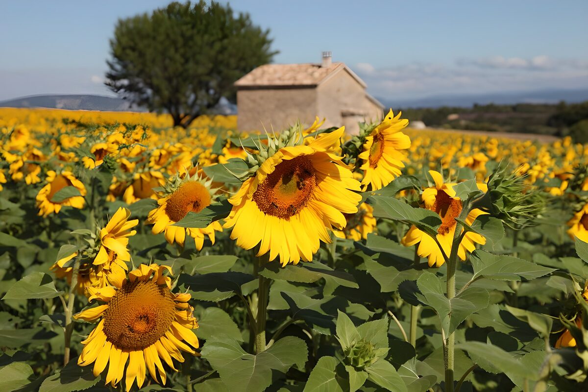 Campo de girasoles al sol de verano