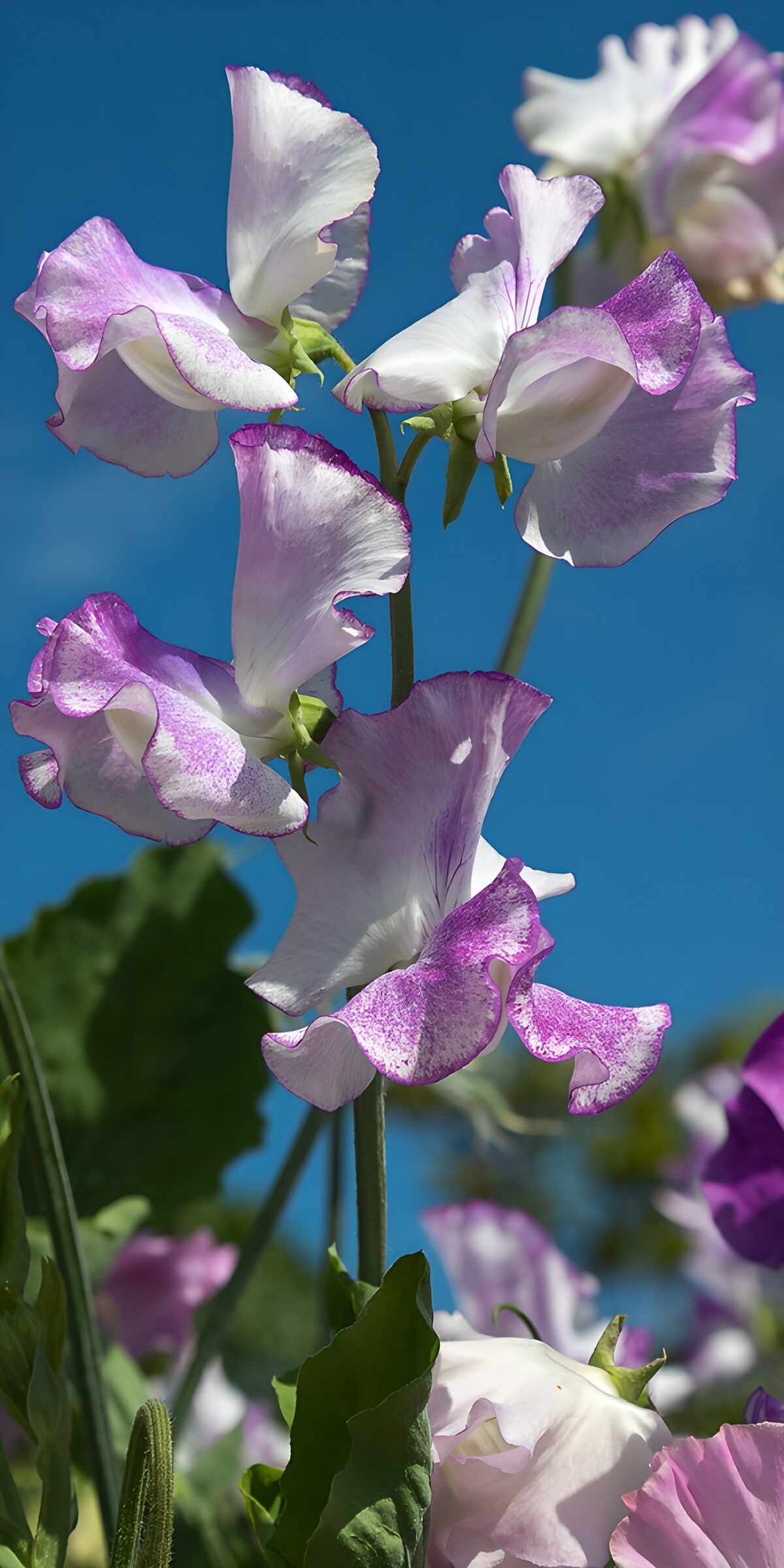TPES29243: Guisantes de olor blancos y lilas al sol
