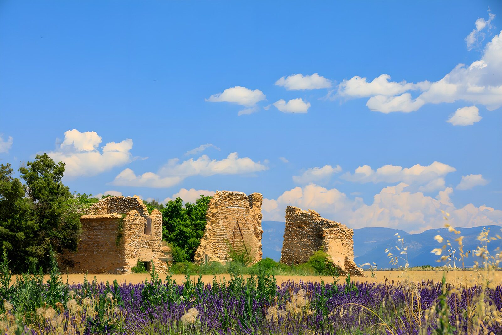 TPES85696: Ruinas de piedra entre flores moradas