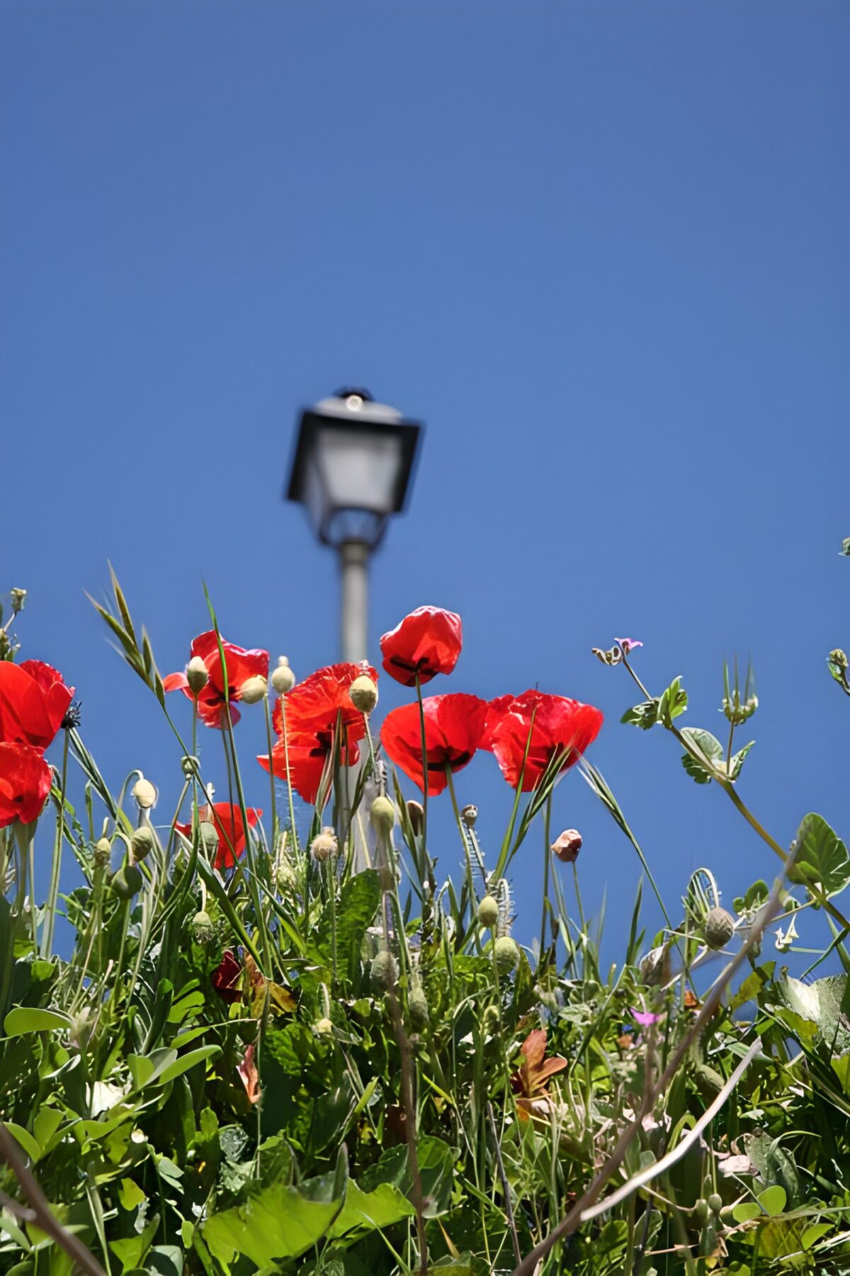 Amapolas rojas bajo un cielo azul