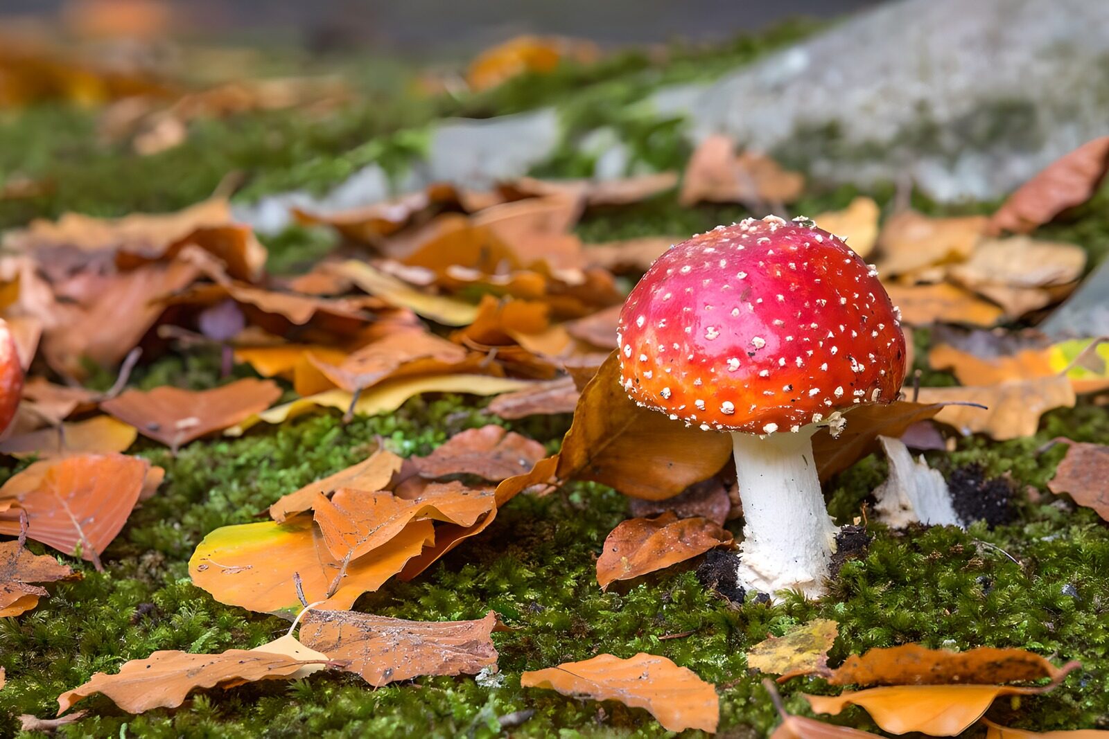 TPES59201: Matamoscas entre musgo y hojas de otoño