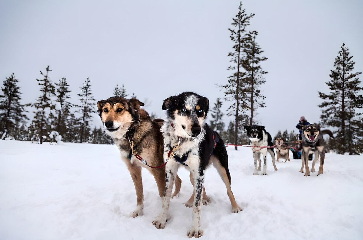 Perros de trineo listos para salir