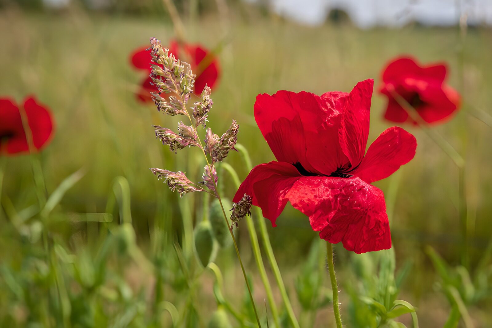 TPES72991: Amapola roja entre hierbas al sol
