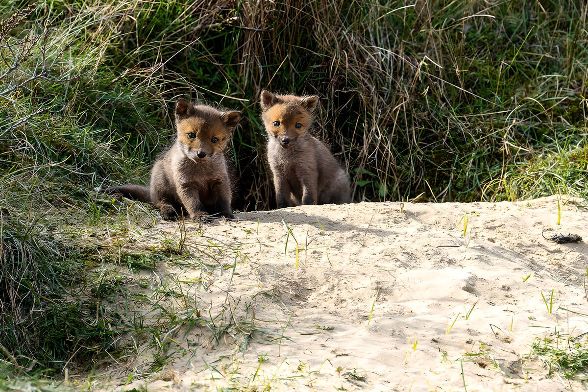 Dos pequeños zorros, una pausa al sol