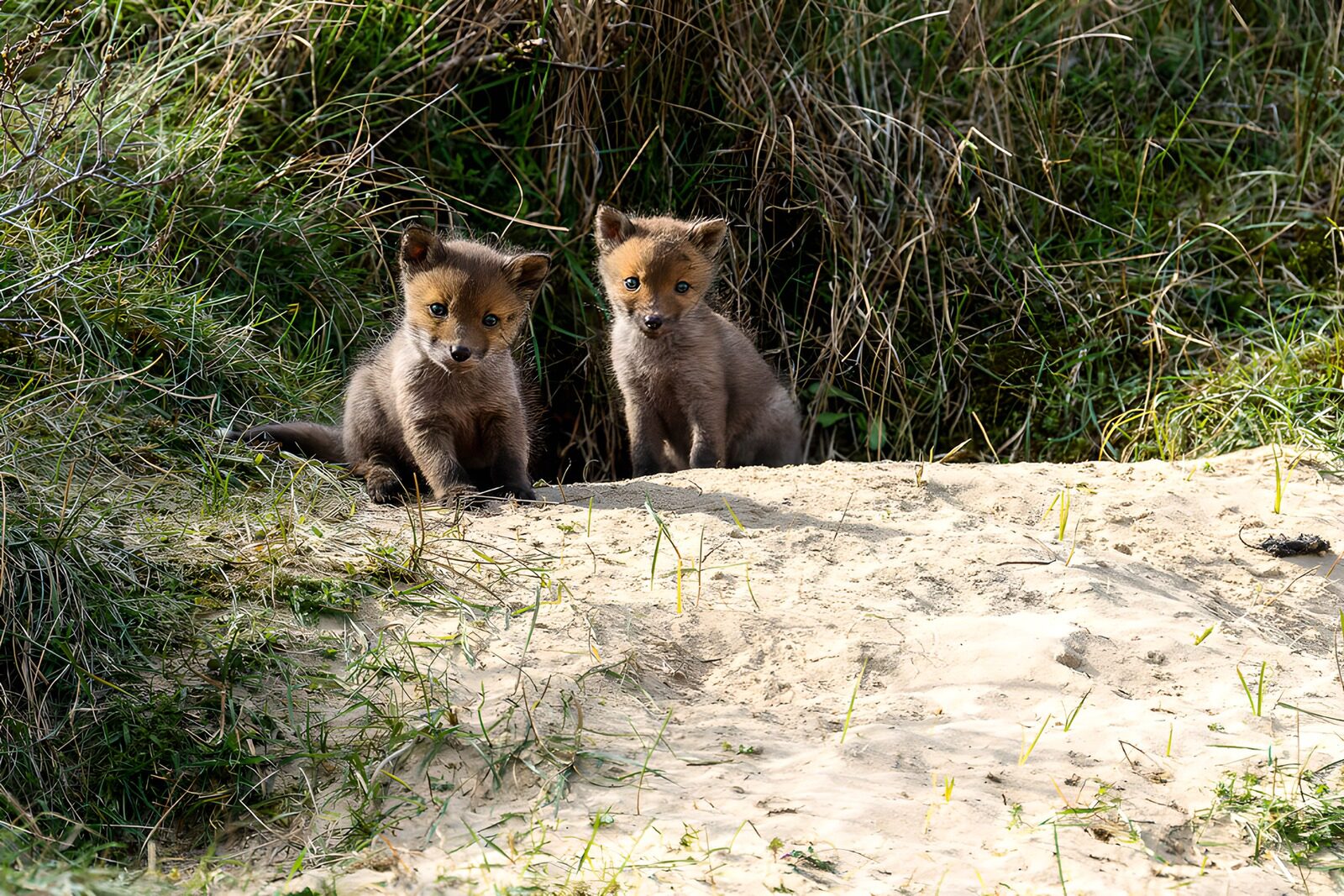 TPES25483: Dos pequeños zorros, una pausa al sol