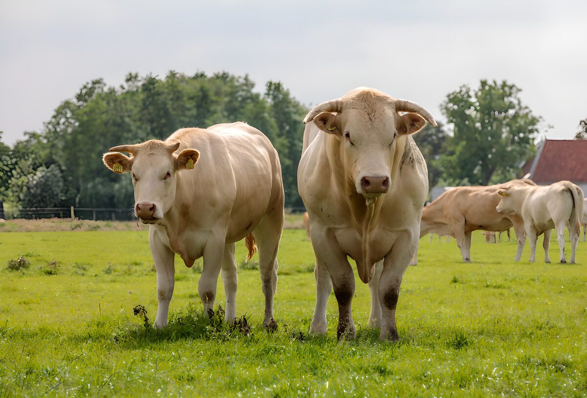 Dos toros claros en una pradera verde