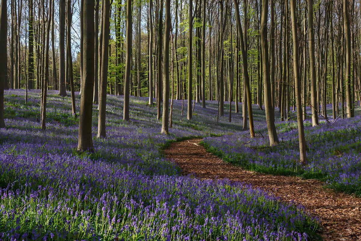 TPES96922: Sendero entre flores azules de primavera