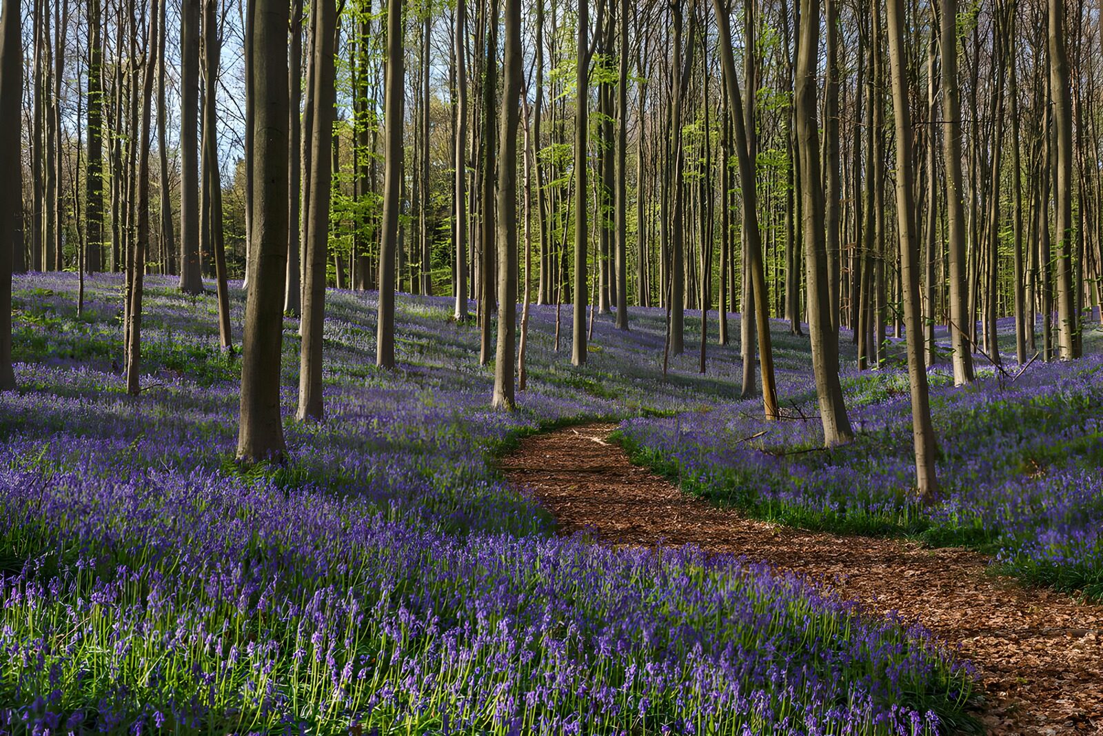 TPES96922: Sendero entre flores azules de primavera