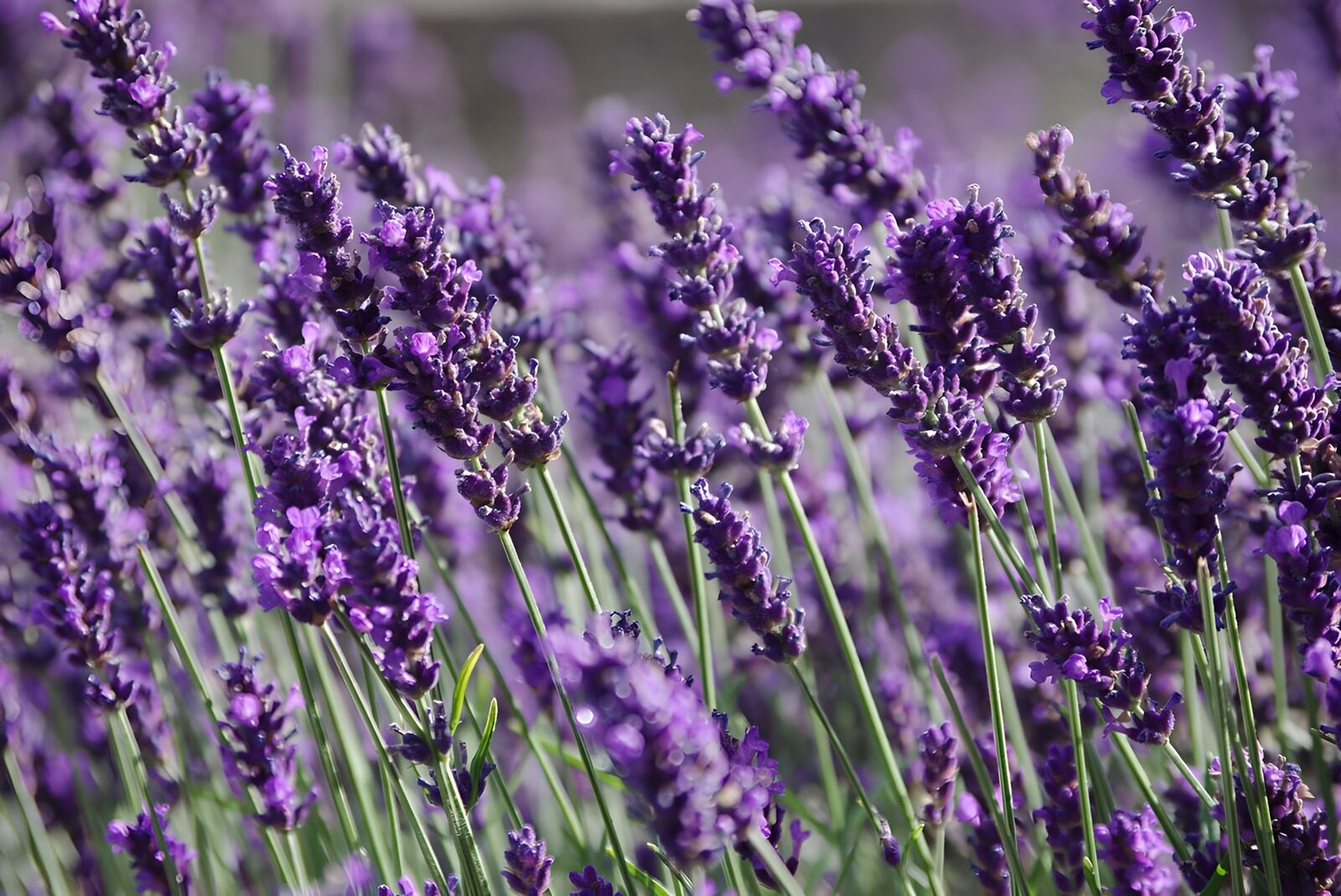 TPES57919: Lavanda en flor a pleno sol