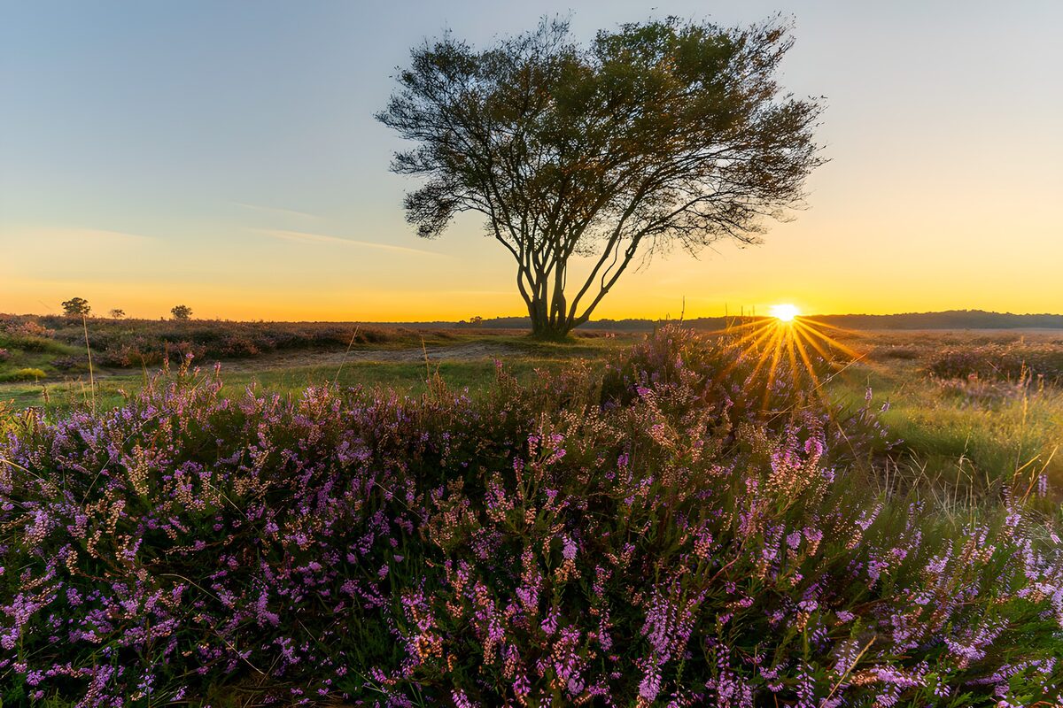 Brezo en flor y árbol al sol del horizonte
