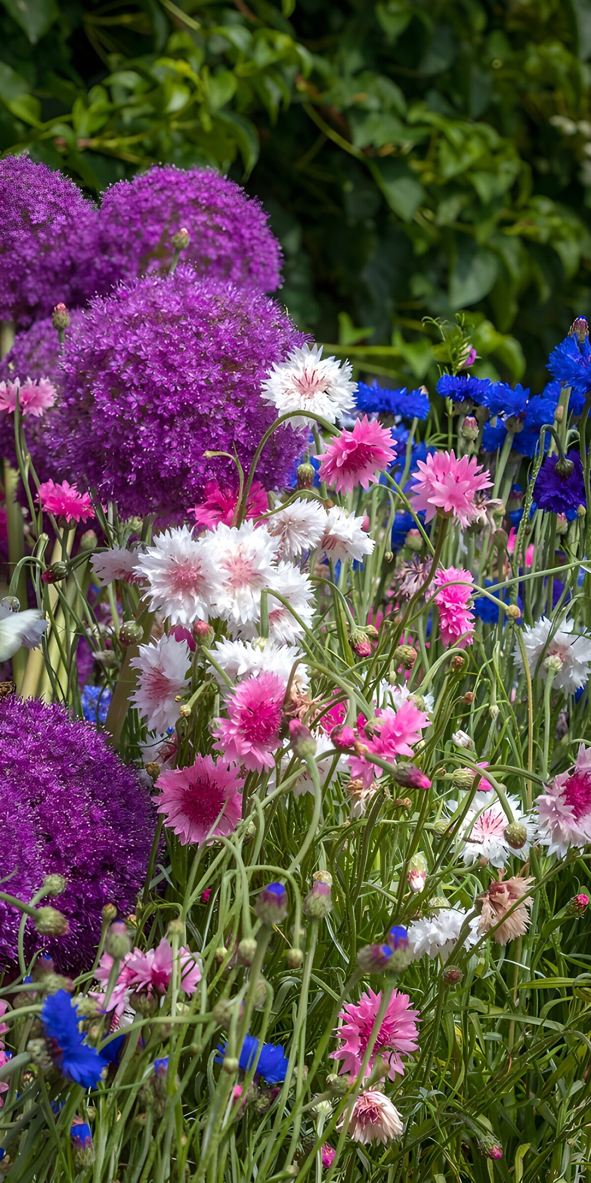 TPES63421: Acianos azules, rosas y blancos al sol
