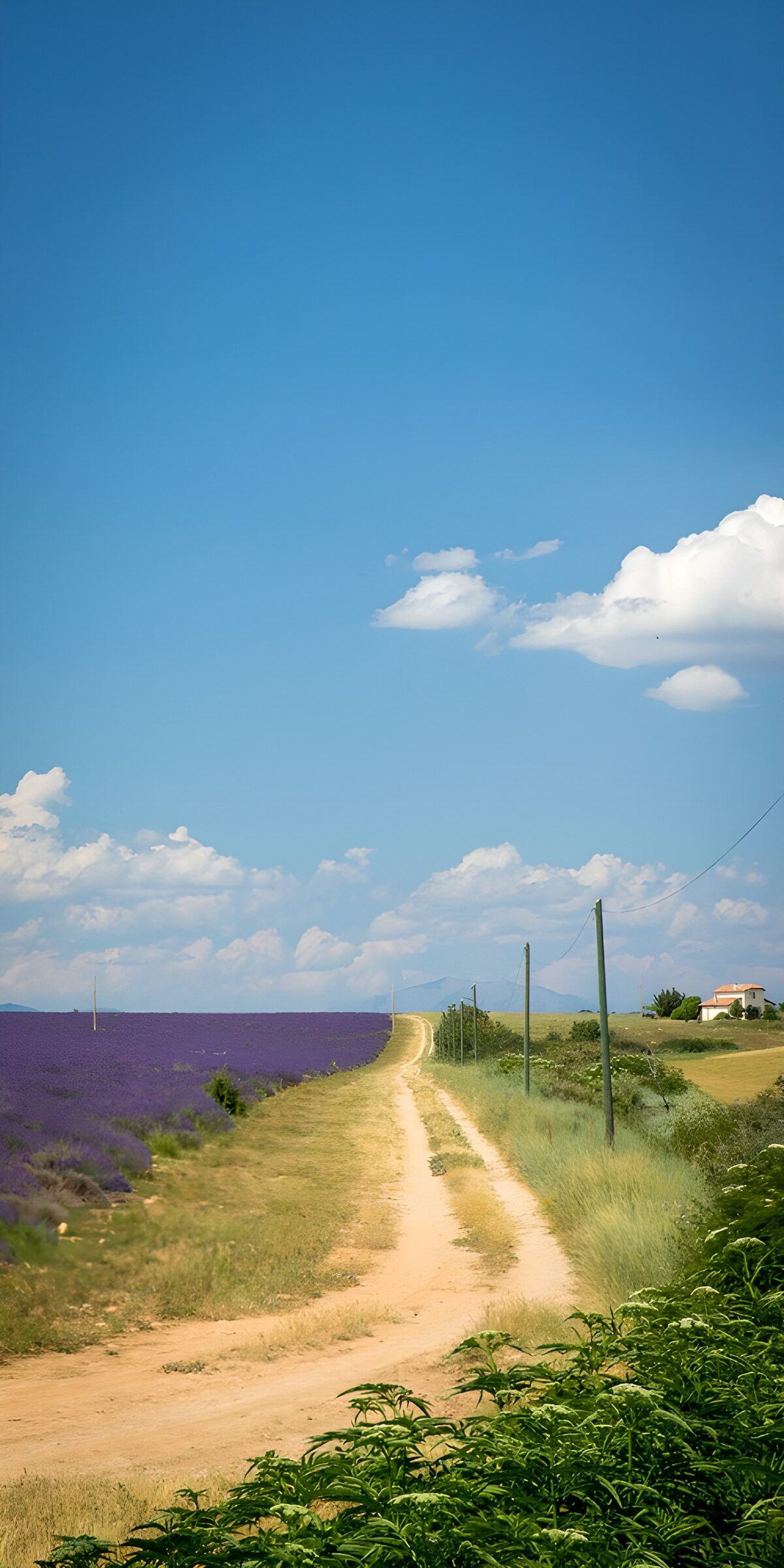 TPES13818: Camino de verano junto a la lavanda