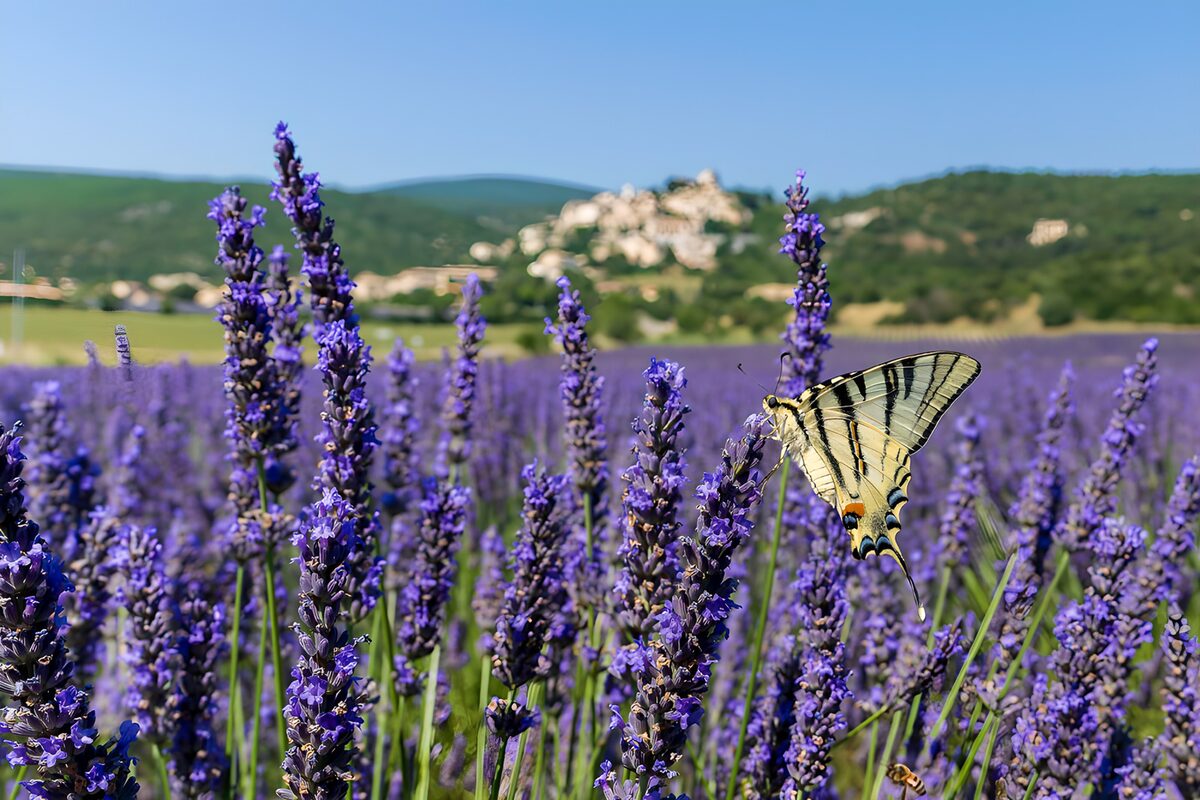 Mariposa amarilla sobre lavanda