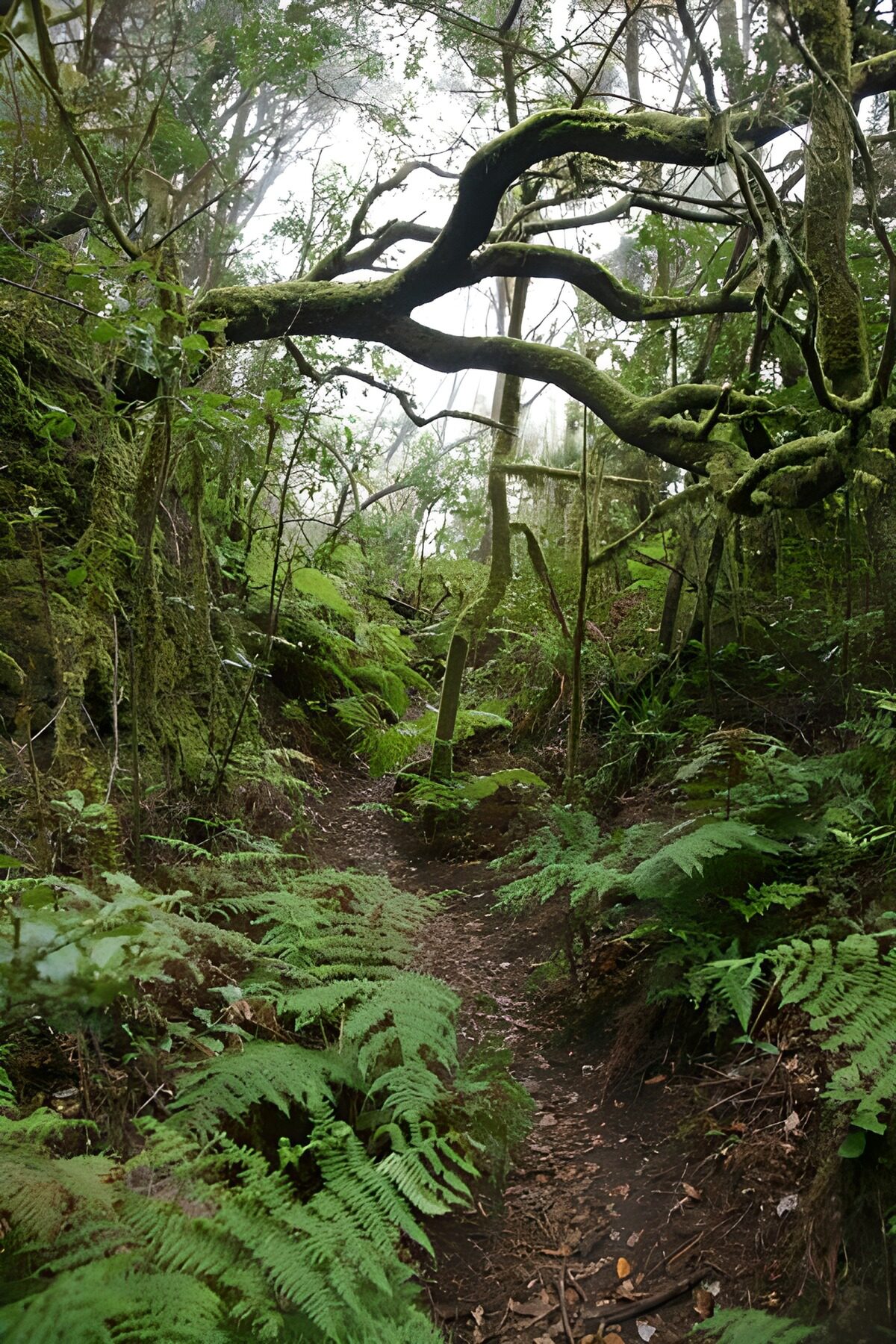 Ramas que abrazan el sendero
