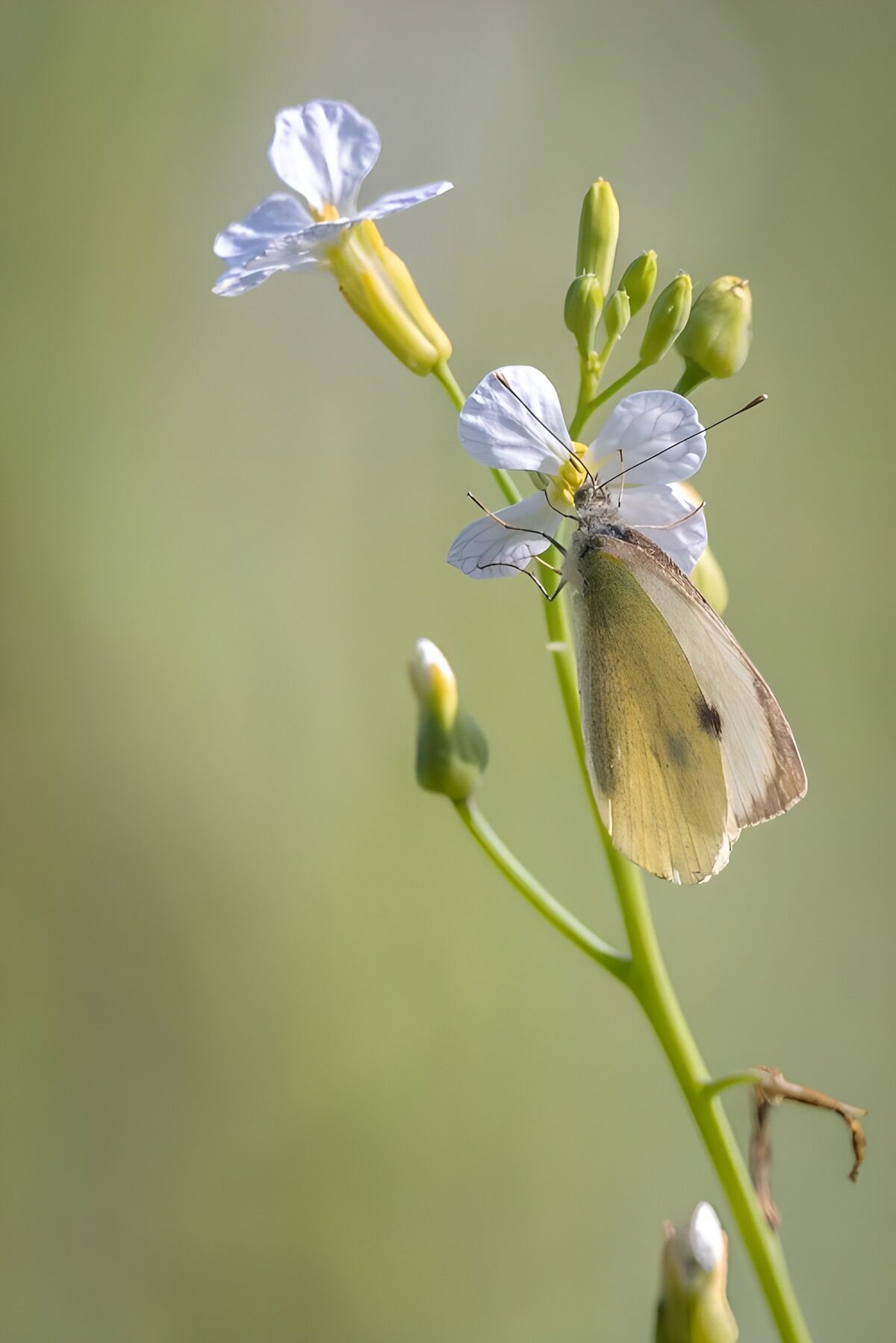 Mariposa blanca en una flor, en calma