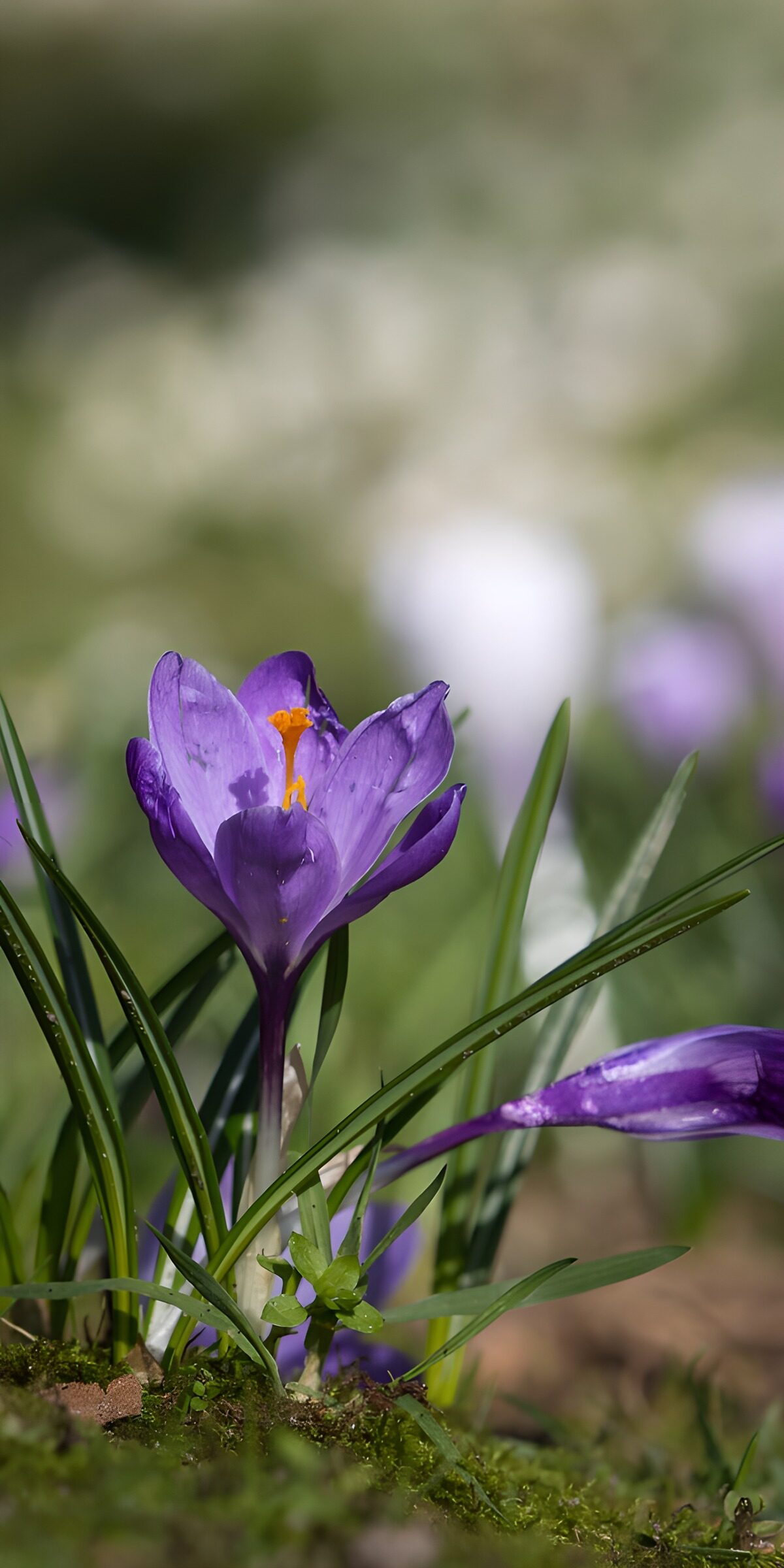 TPES65149: Crocus morado a la luz del sol