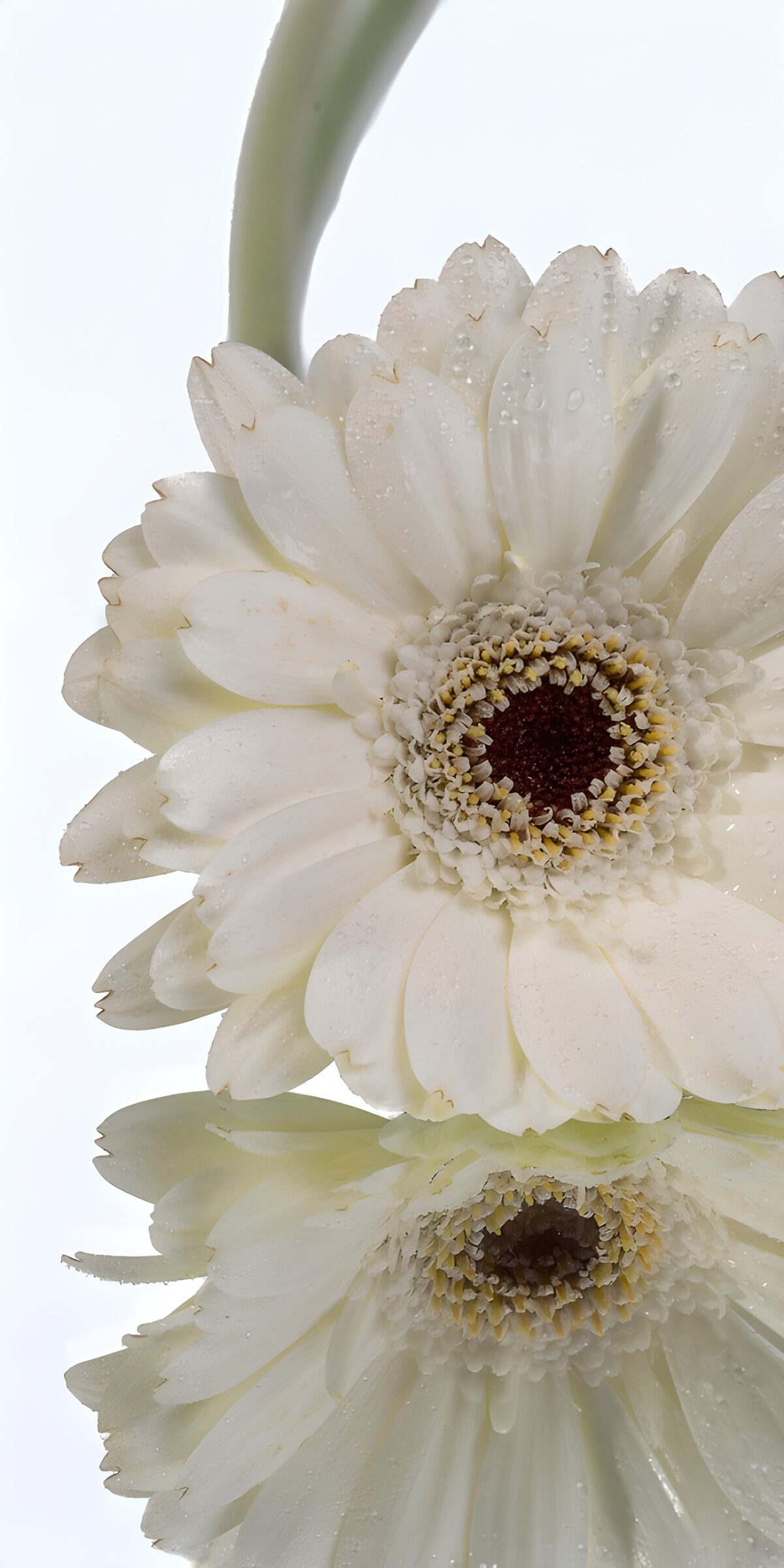 TPES36817: Gerbera blanca con gotas y reflejo