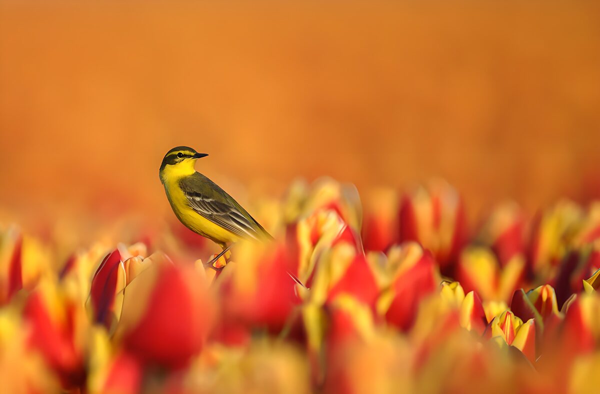 Un pájaro entre tulipanes de fuego