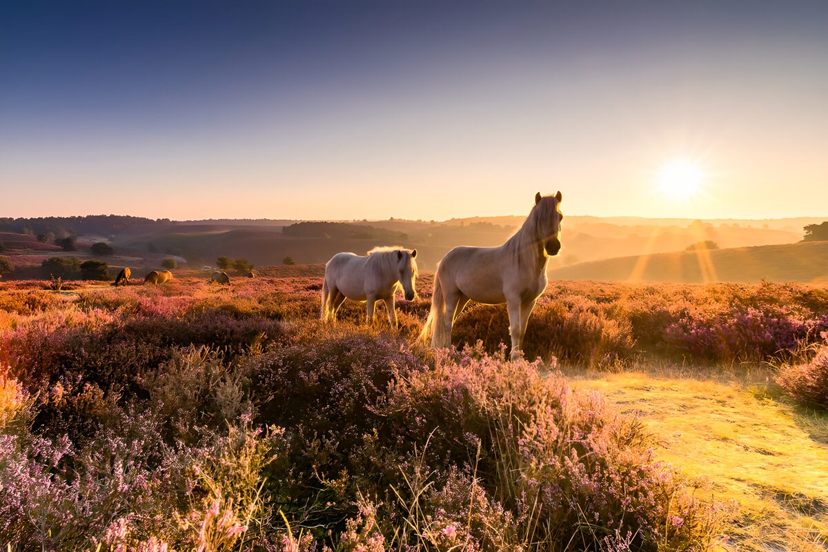 Caballos grises entre brezos al sol