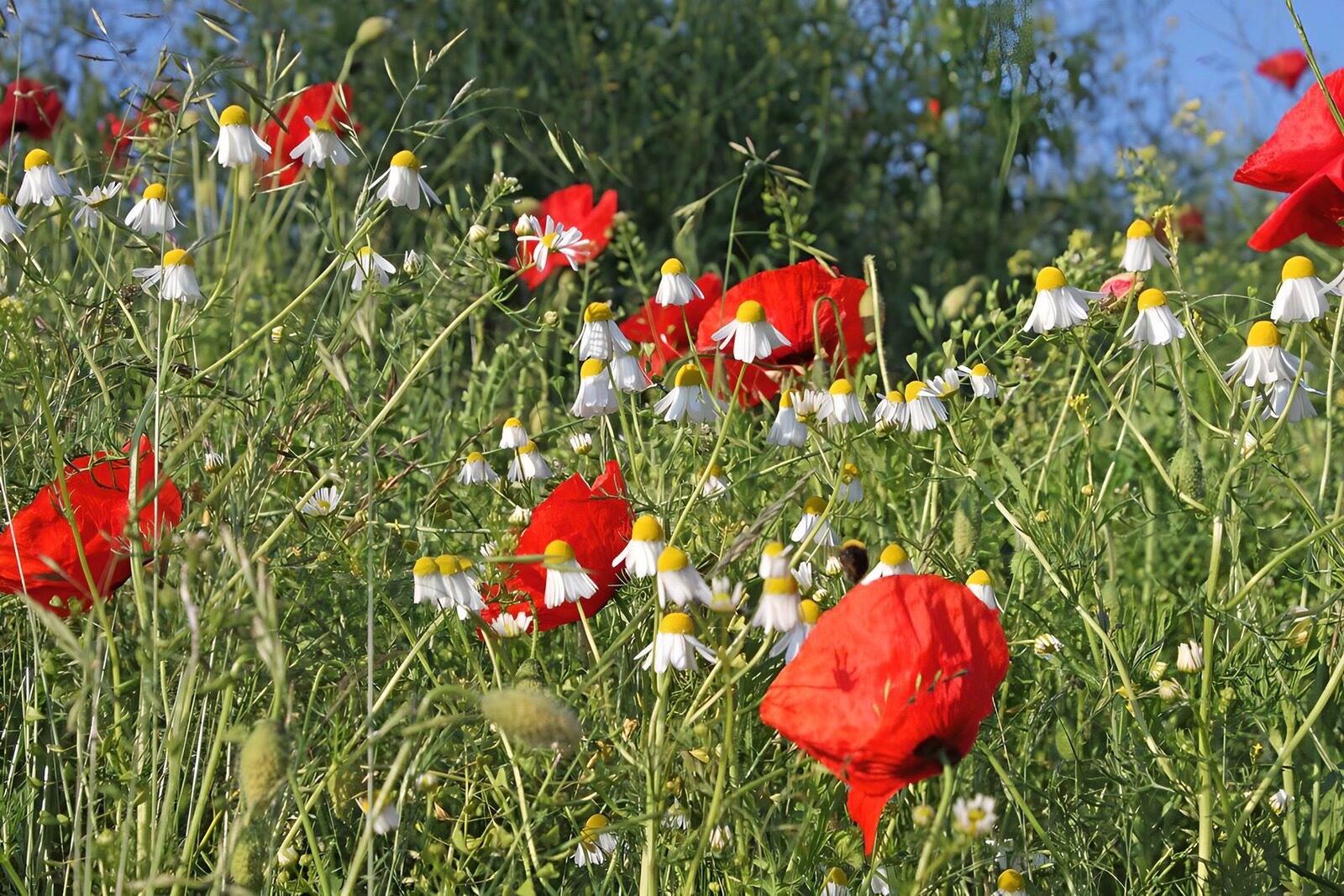 TPES93579: Amapolas y margaritas a pleno sol
